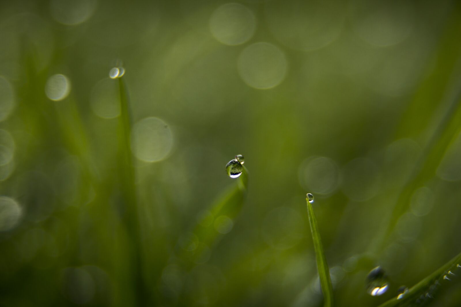 Sony a6000 + Sony E PZ 18-105mm F4 G OSS sample photo. Drip, wet, grass photography
