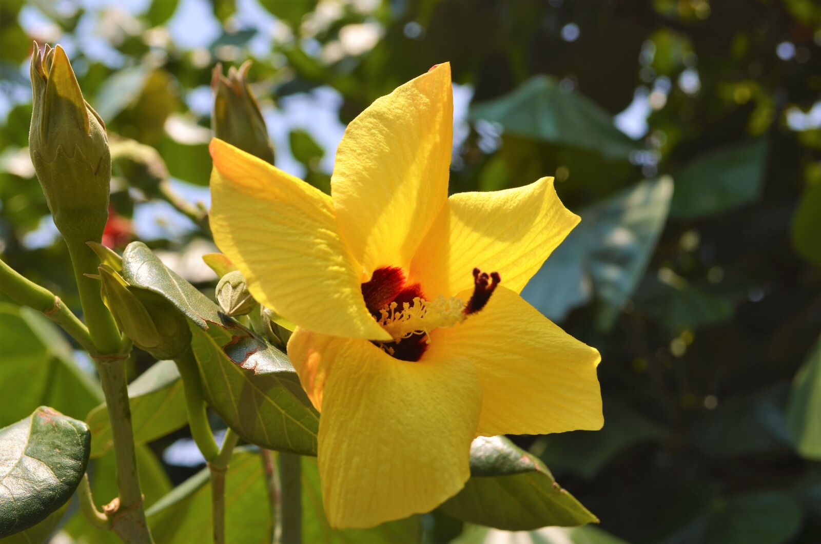 Nikon D5100 sample photo. Flower, plant, nature photography