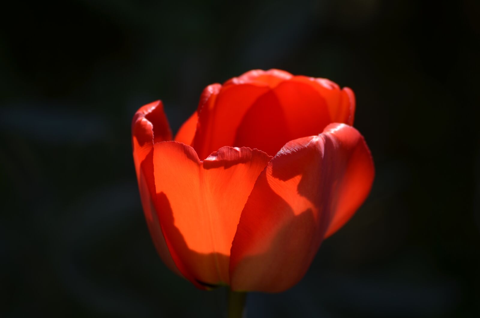 Nikon D5100 sample photo. Tulip, flower, blossom photography