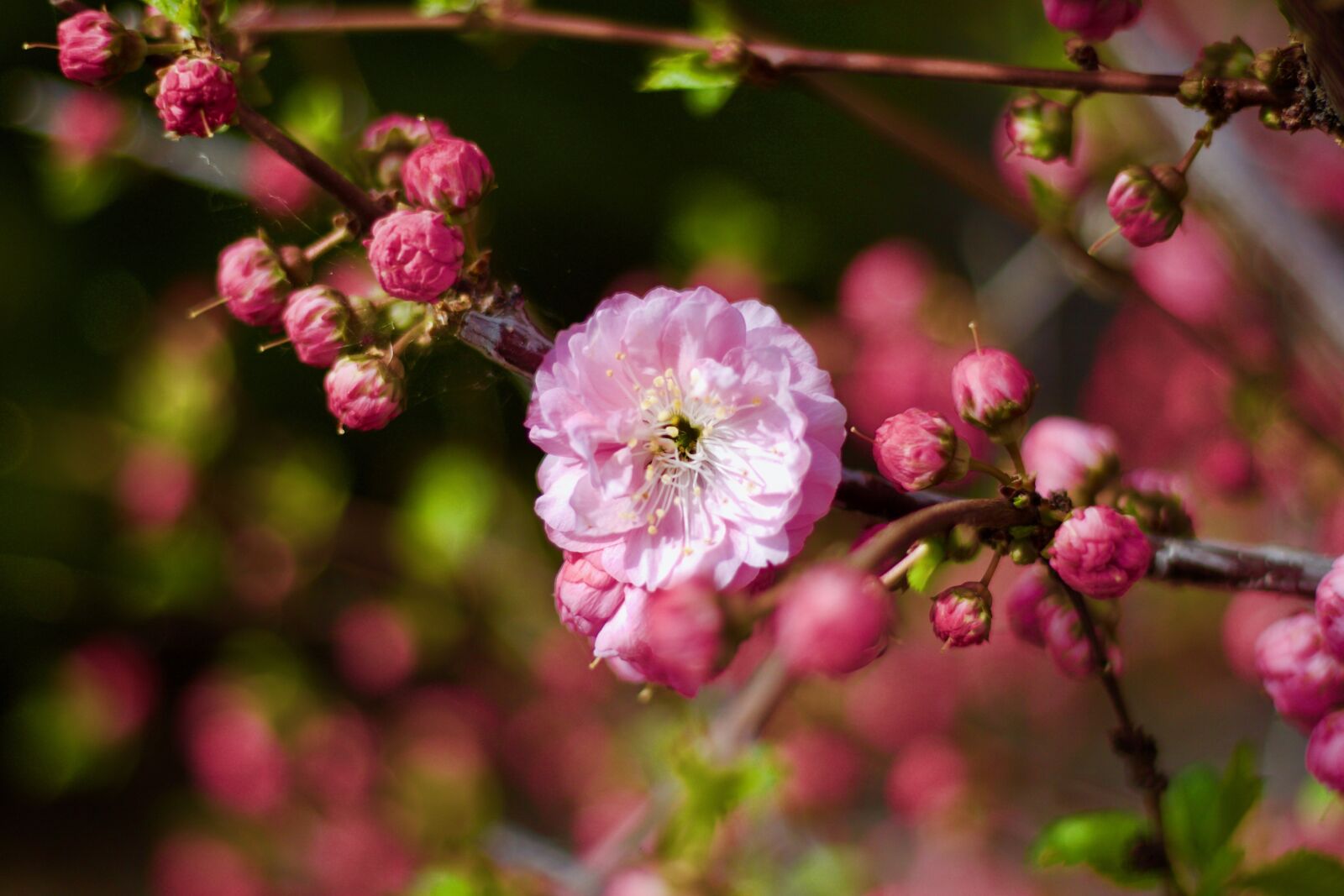 Canon EOS 500D (EOS Rebel T1i / EOS Kiss X3) sample photo. Spring, blossom, pink photography