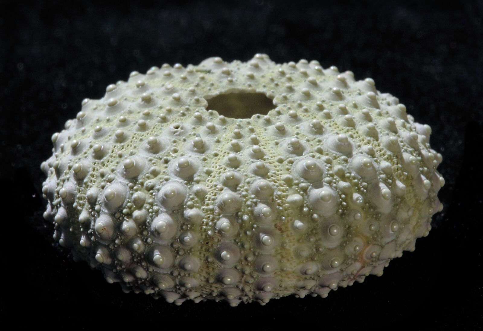 Canon EOS 500D (EOS Rebel T1i / EOS Kiss X3) sample photo. Sea urchin, close, ocean photography