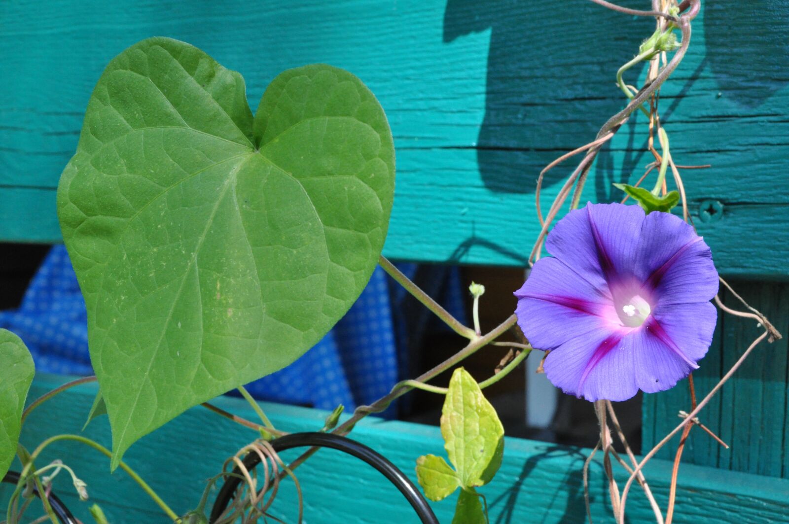 Nikon D5000 sample photo. Vetch, climber plant, blossom photography