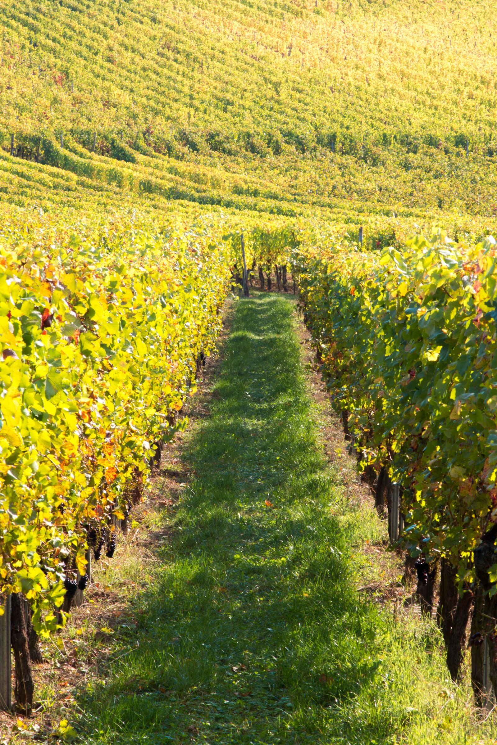 Canon EOS 70D + Canon EF 24-105mm F4L IS USM sample photo. Wine, vines, vineyard photography