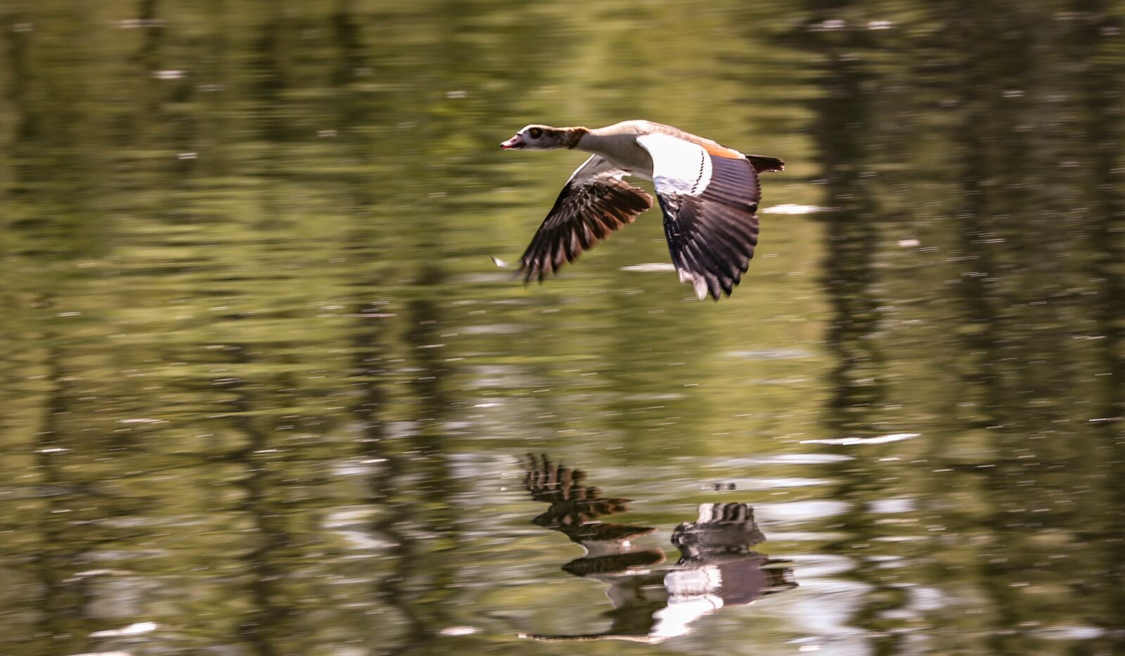 Canon EOS 5D Mark III + Canon EF 70-300mm F4-5.6L IS USM sample photo. Bird, waters, reflection photography