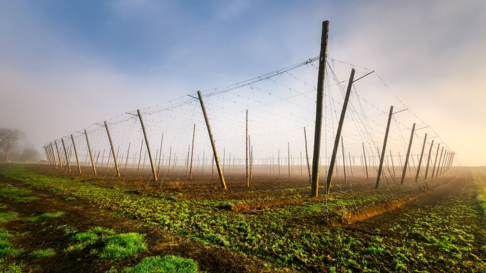 Panasonic Lumix DC-G90 (Lumix DC-G91) sample photo. Hops, agriculture, landscape photography