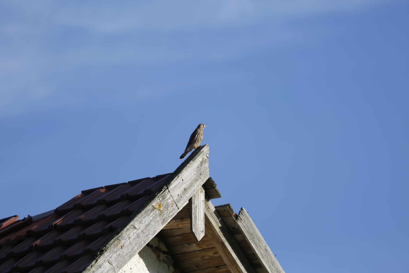 Canon EOS 5D Mark III + Canon EF 100-400mm F4.5-5.6L IS USM sample photo. Bird, falcon, roof photography