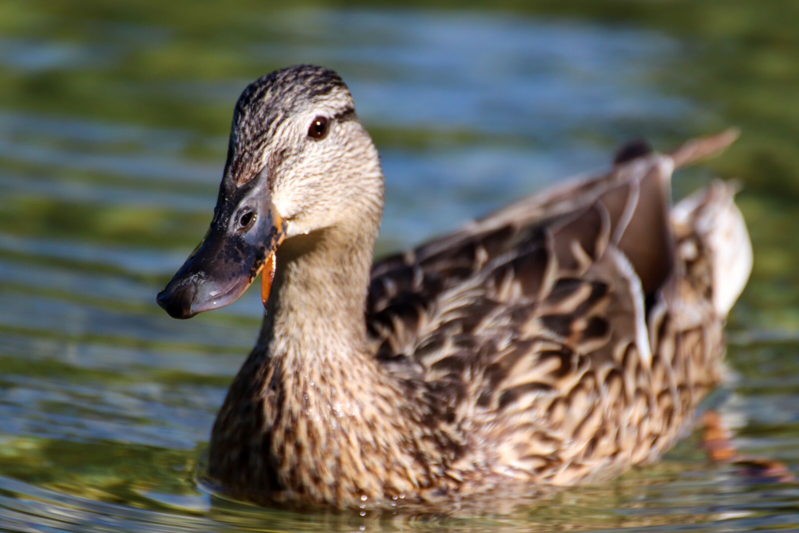 Canon EOS 800D (EOS Rebel T7i / EOS Kiss X9i) sample photo. Duck, animal, bird photography