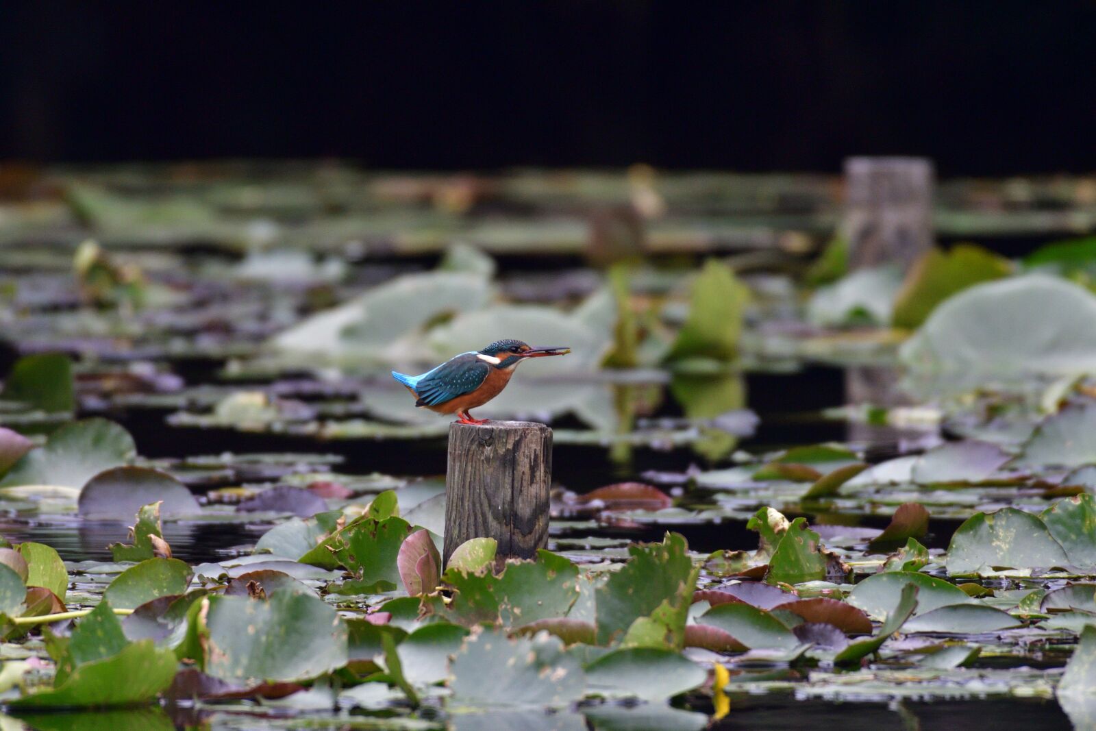 Nikon D500 sample photo. Bird, natural, wild animals photography