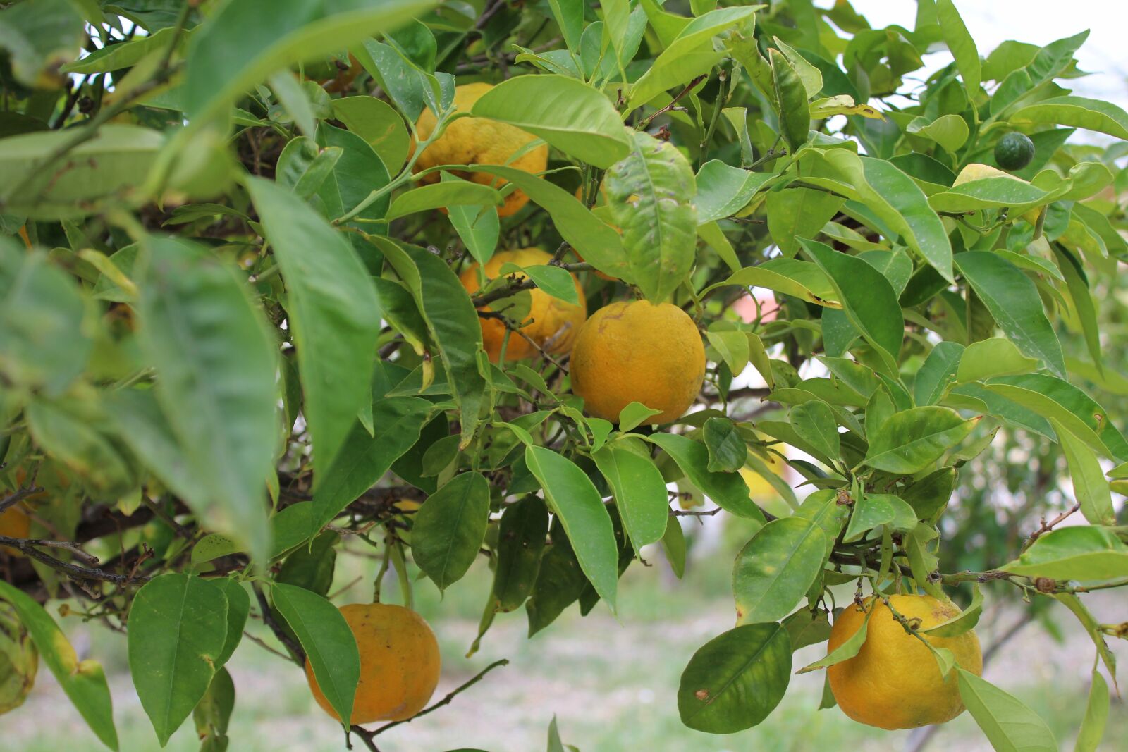Canon EOS 1200D (EOS Rebel T5 / EOS Kiss X70 / EOS Hi) sample photo. Orange, orange, tree photography