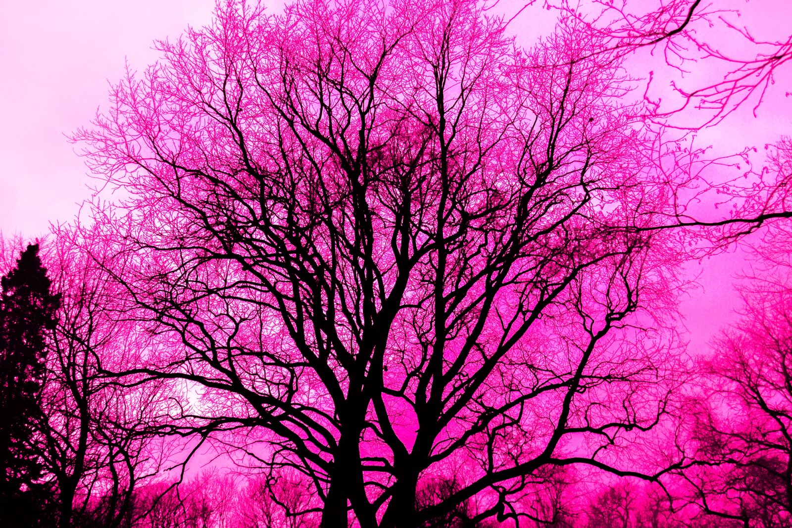 Nikon D3100 sample photo. Trees, plants, nature photography