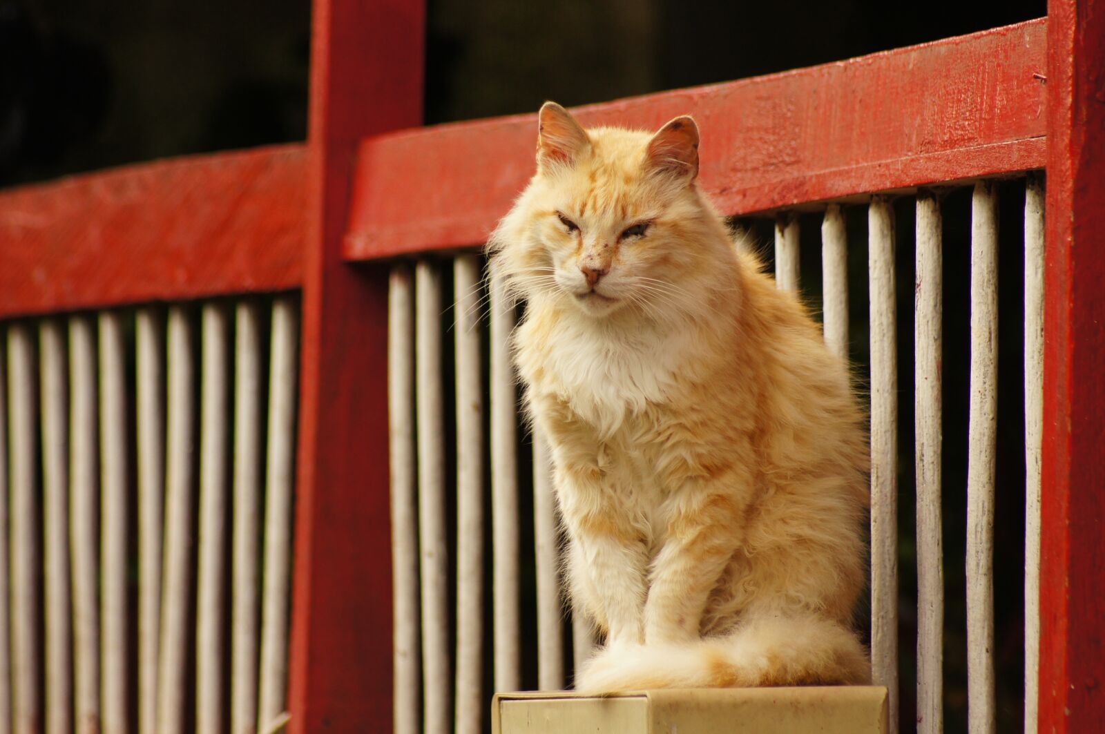 Sony SLT-A55 (SLT-A55V) sample photo. Animals, of the, field photography