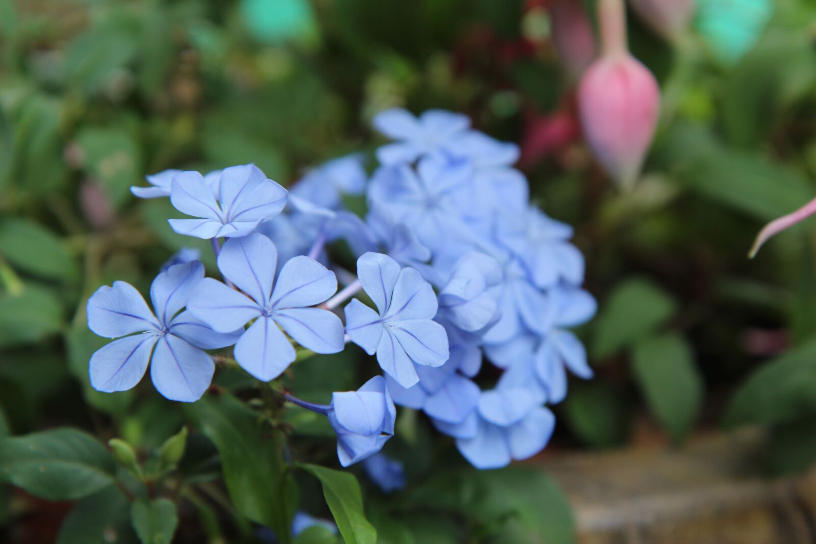 Canon EOS 600D (Rebel EOS T3i / EOS Kiss X5) sample photo. Blue flowers, flowering, garden photography