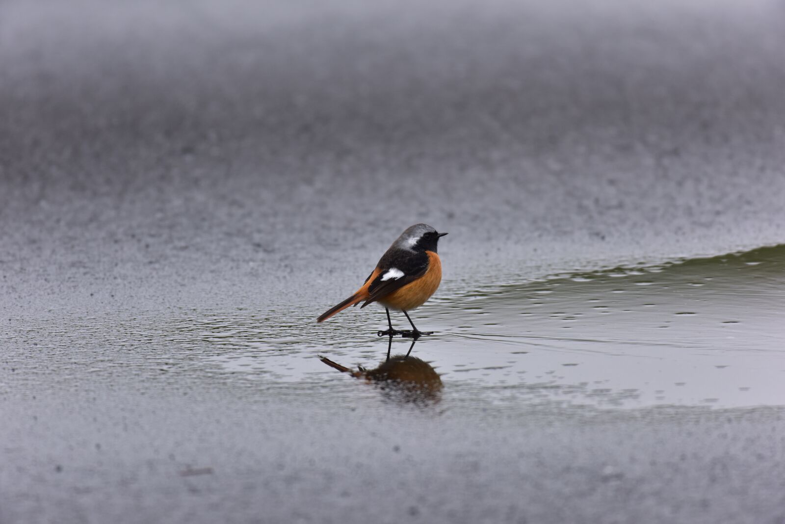 Nikon D810 sample photo. Bird, wild animals, outdoors photography
