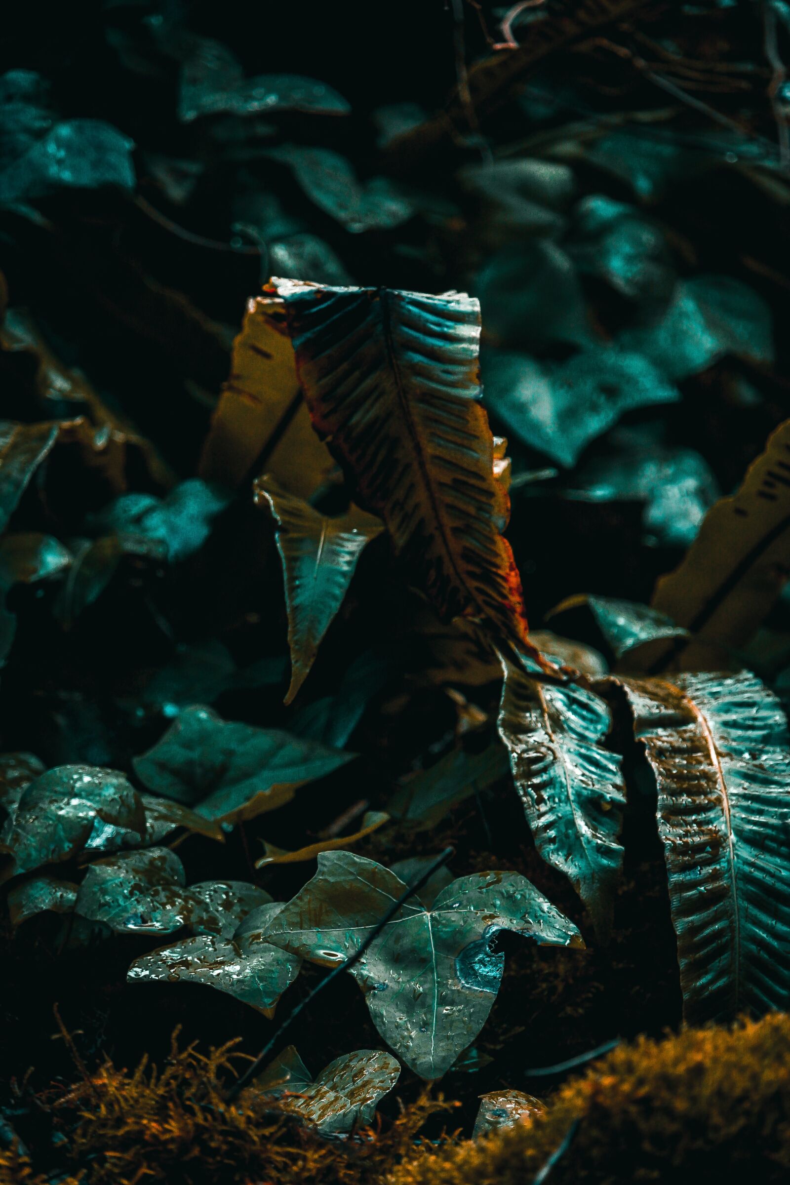 Canon EF-S 55-250mm F4-5.6 IS STM sample photo. Fern, green, nature photography
