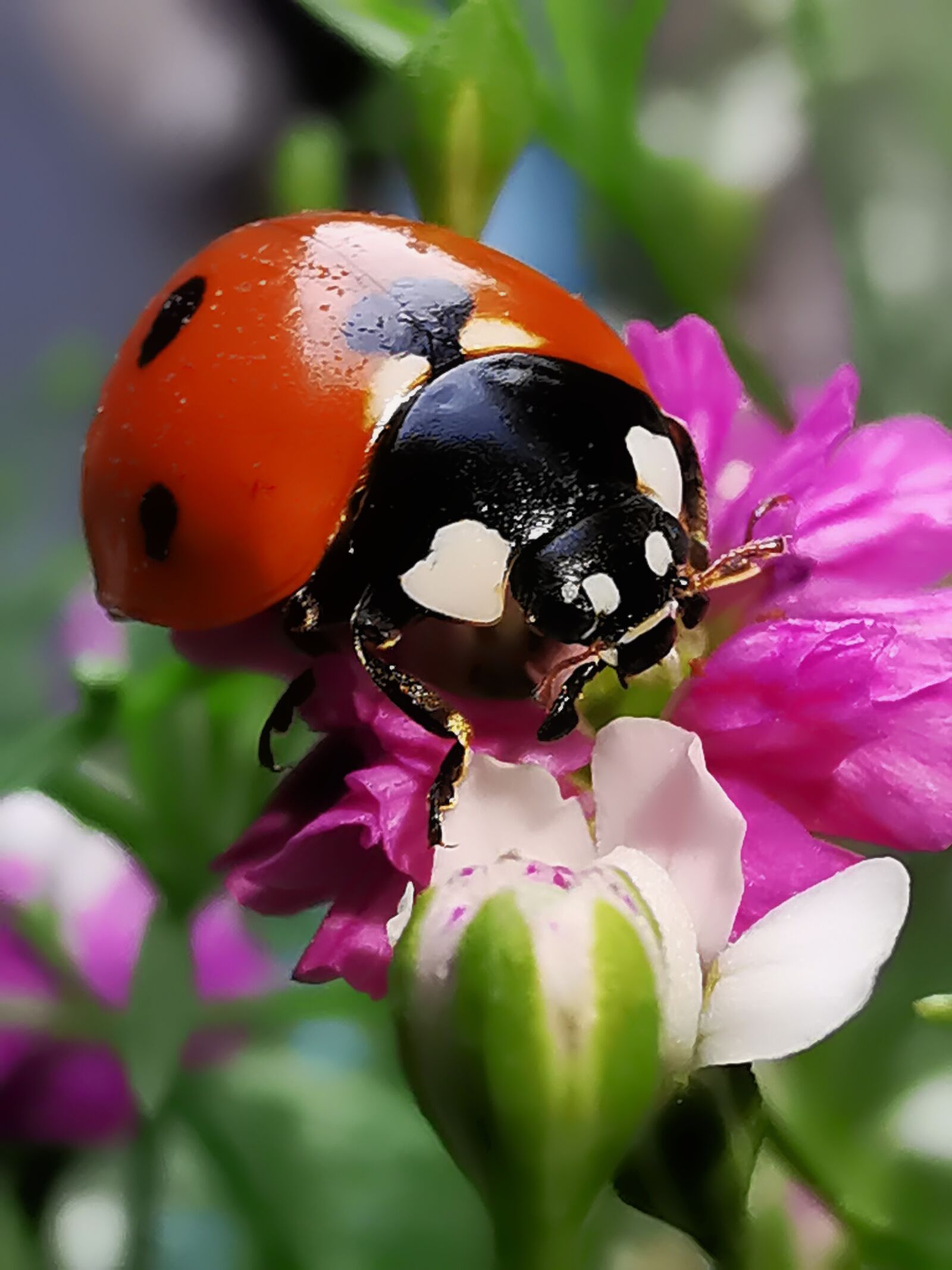 HUAWEI Mate 20 Pro sample photo. Ladybug, insect, nature photography