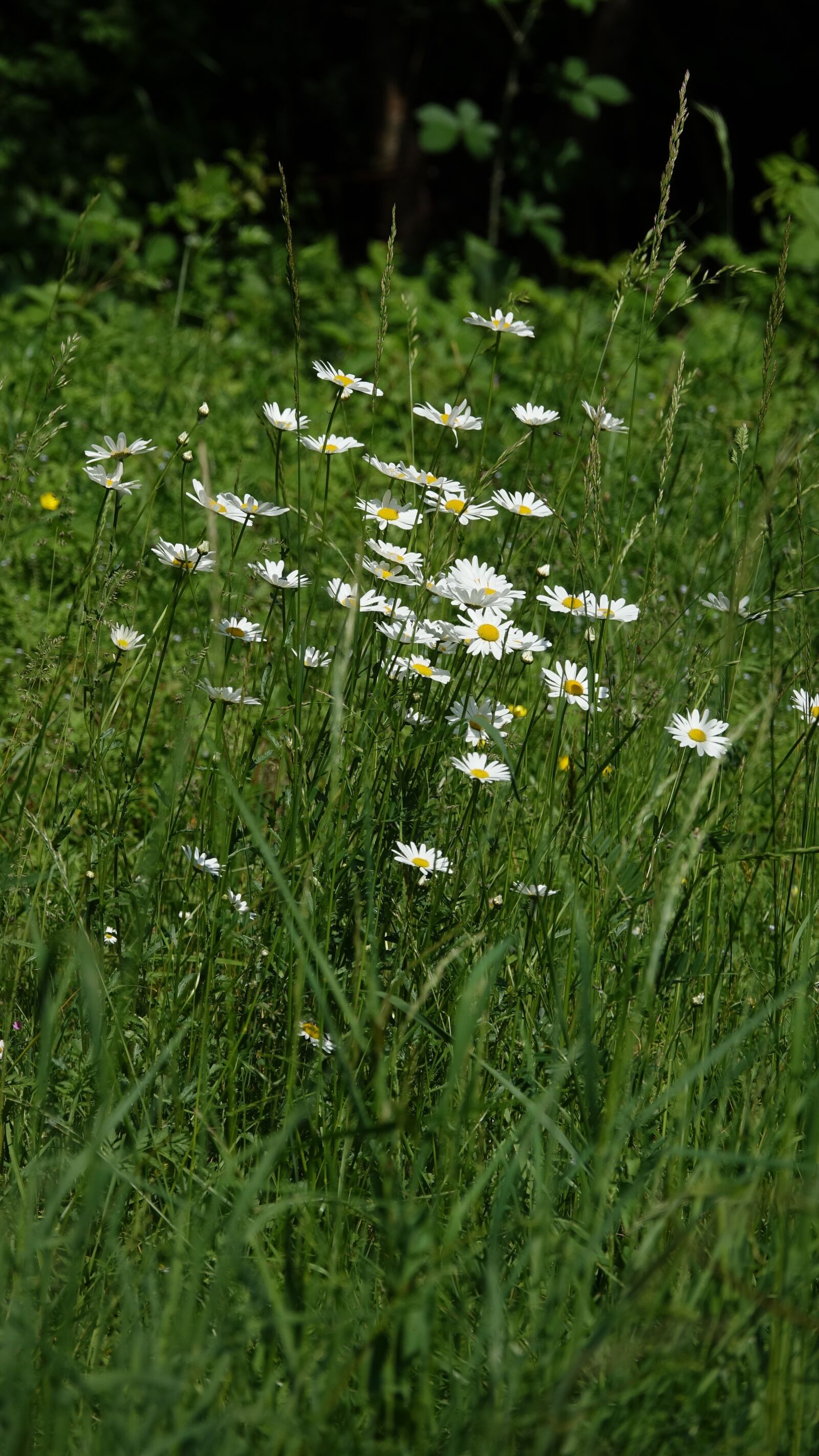 Sony Cyber-shot DSC-RX10 III sample photo. Flowers margarita, field photography