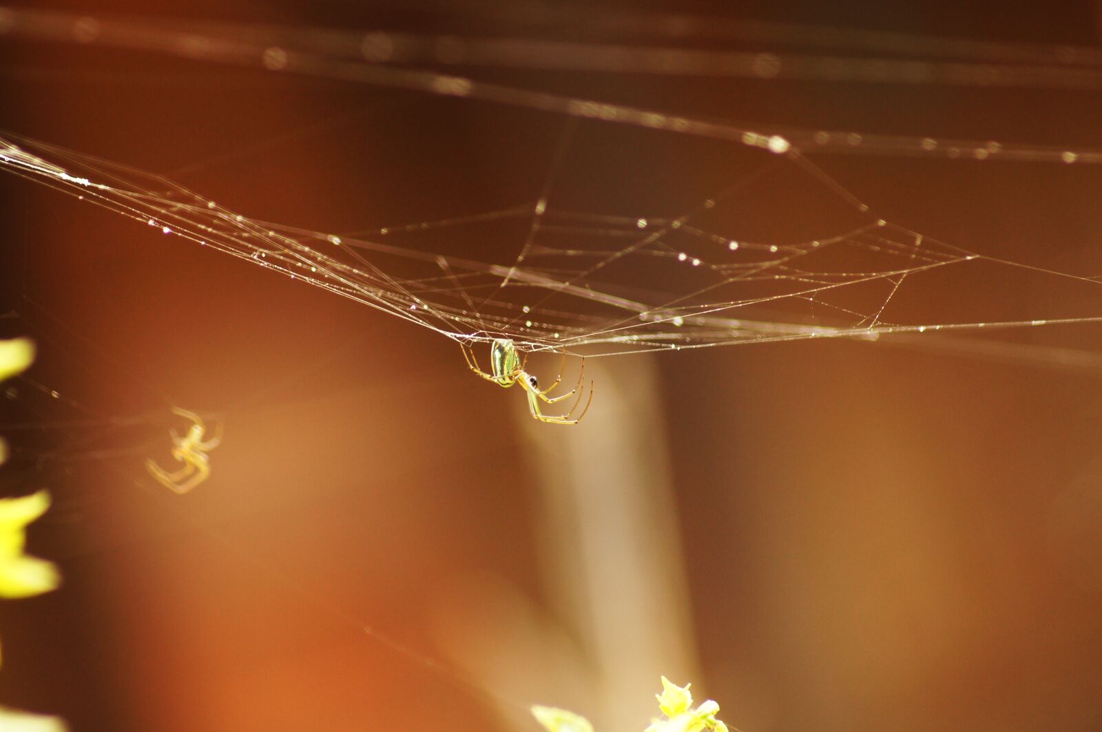 Sony SLT-A55 (SLT-A55V) sample photo. Insect, the, india photography