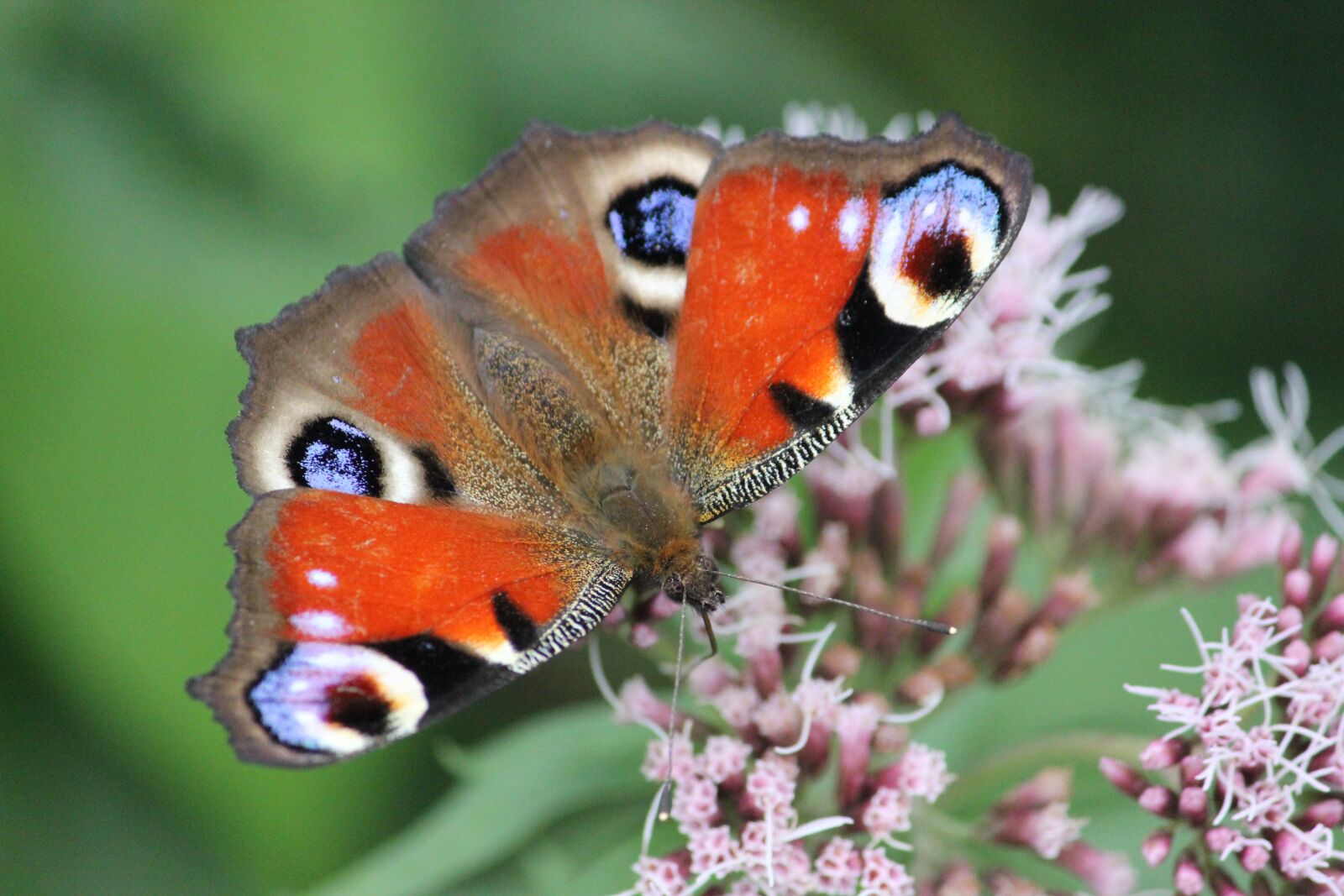 Canon EOS 550D (EOS Rebel T2i / EOS Kiss X4) sample photo. Butterfly, summer, flowers photography