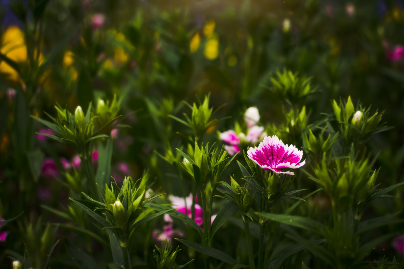 Canon EOS 800D (EOS Rebel T7i / EOS Kiss X9i) sample photo. Dianthus flower, herb, sunshine photography