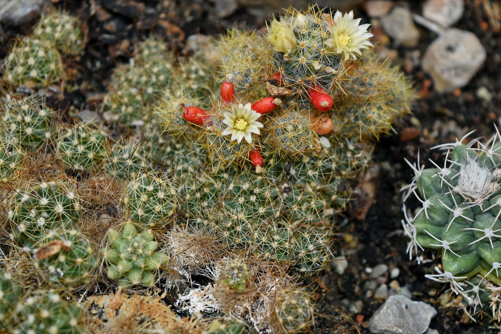 Nikon D5500 sample photo. Cactus, spike, thorn, succulent photography