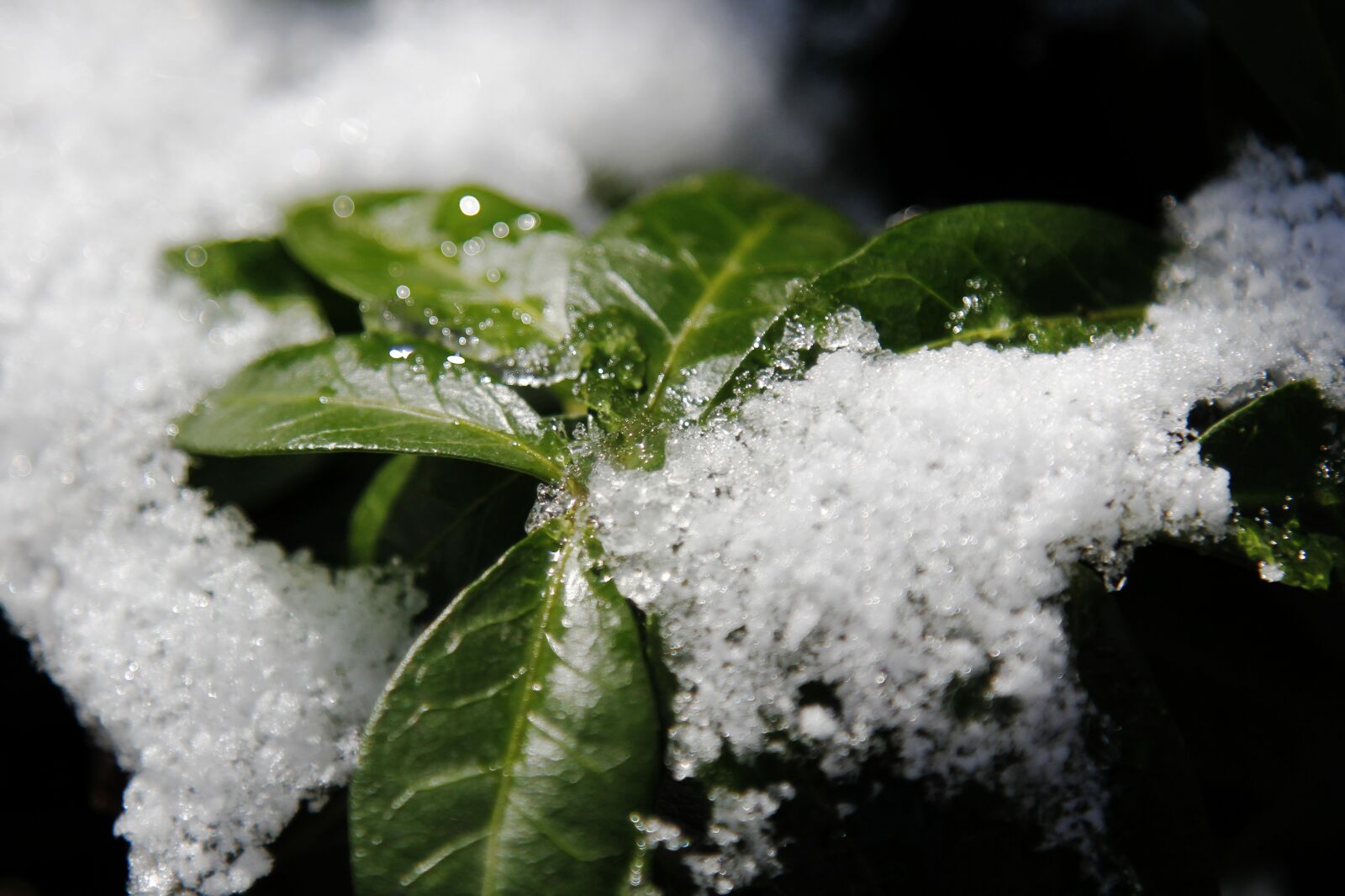 Canon EOS 7D sample photo. Nature, spring, sun photography