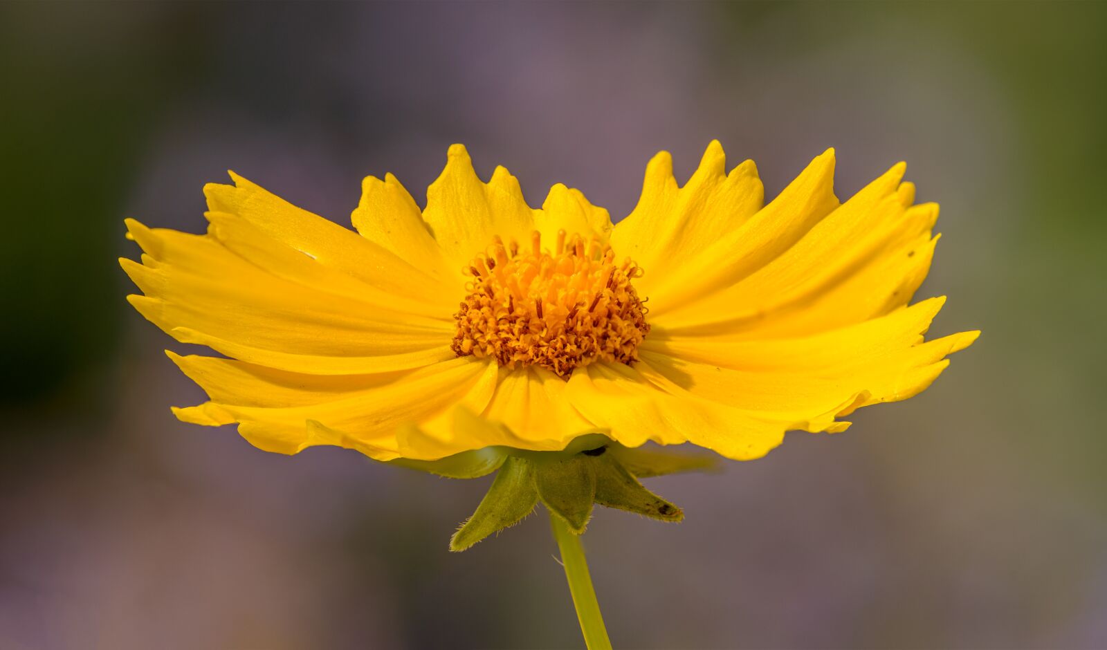 Nikon D800E sample photo. Flower, yellow, flowers photography