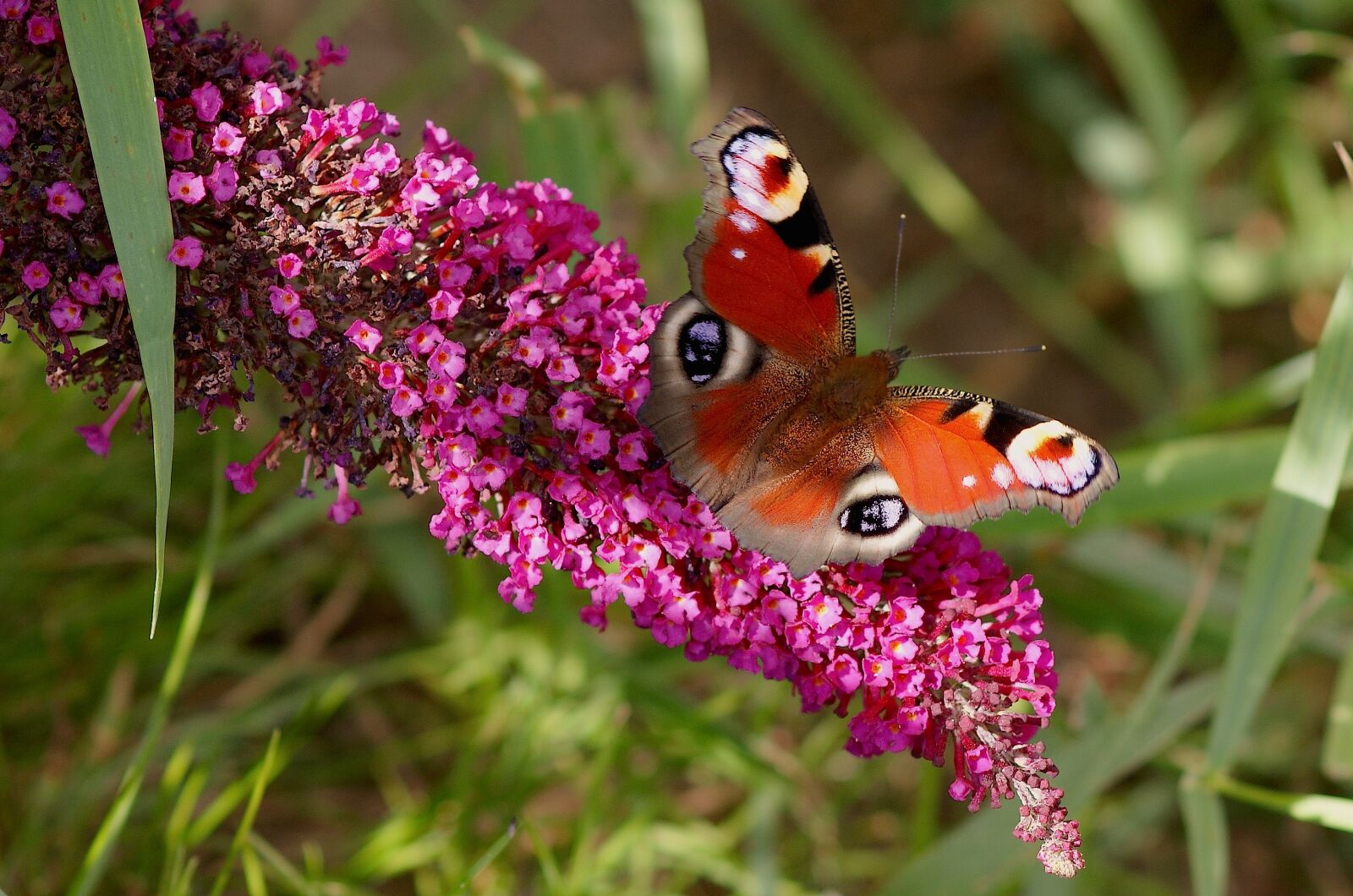 Sony Alpha DSLR-A350 sample photo. Peacock butterfly, butterfly, insect photography