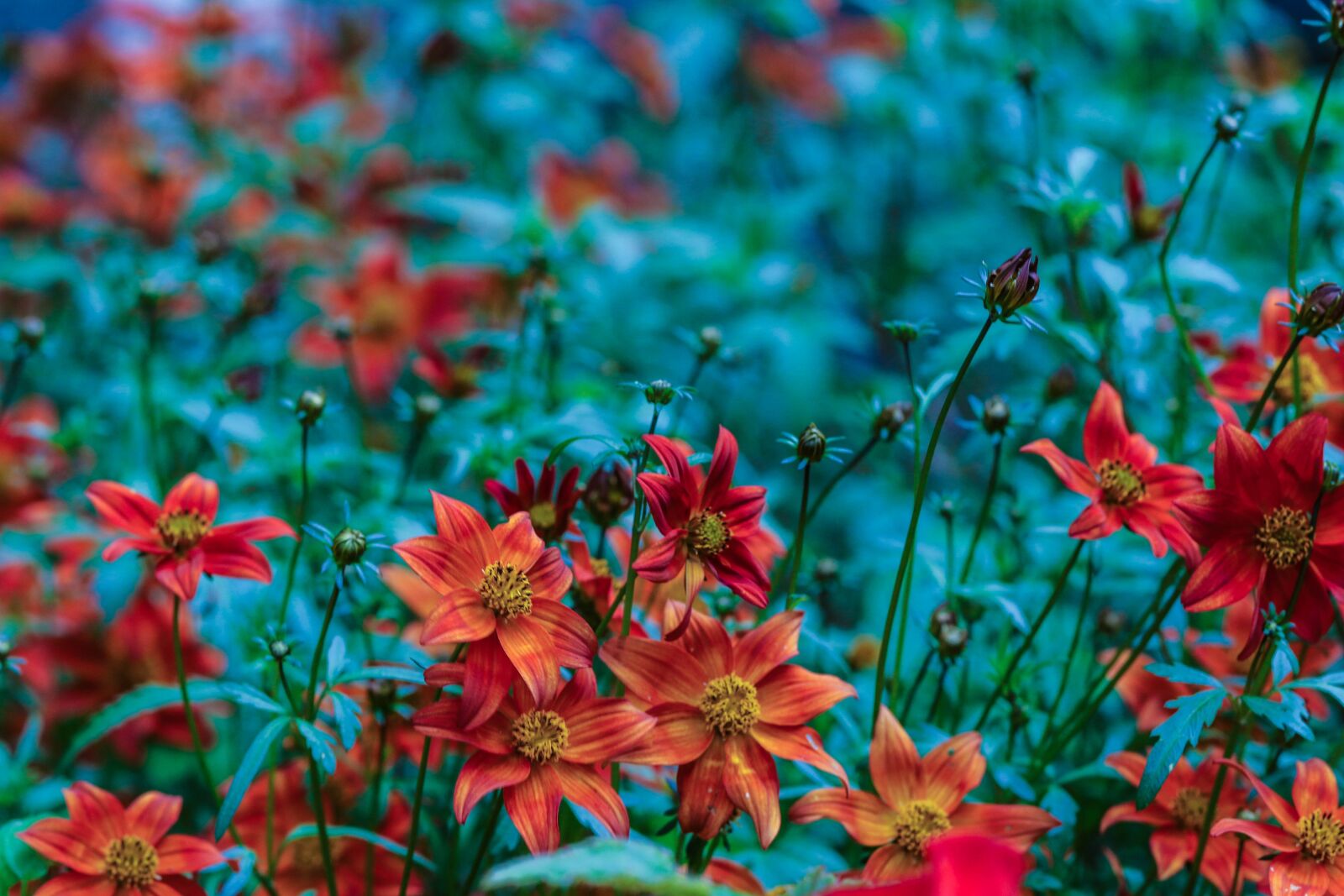 Canon EOS 7D Mark II sample photo. Flower, garden flower, floral photography