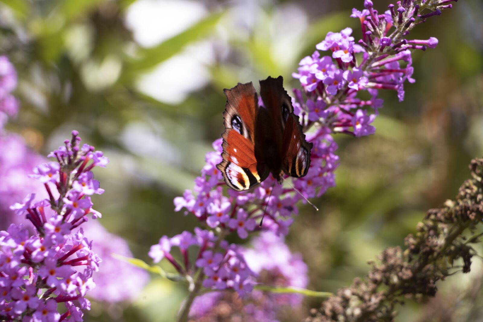 Canon EOS 750D (EOS Rebel T6i / EOS Kiss X8i) sample photo. Butterfly, flower, nature photography