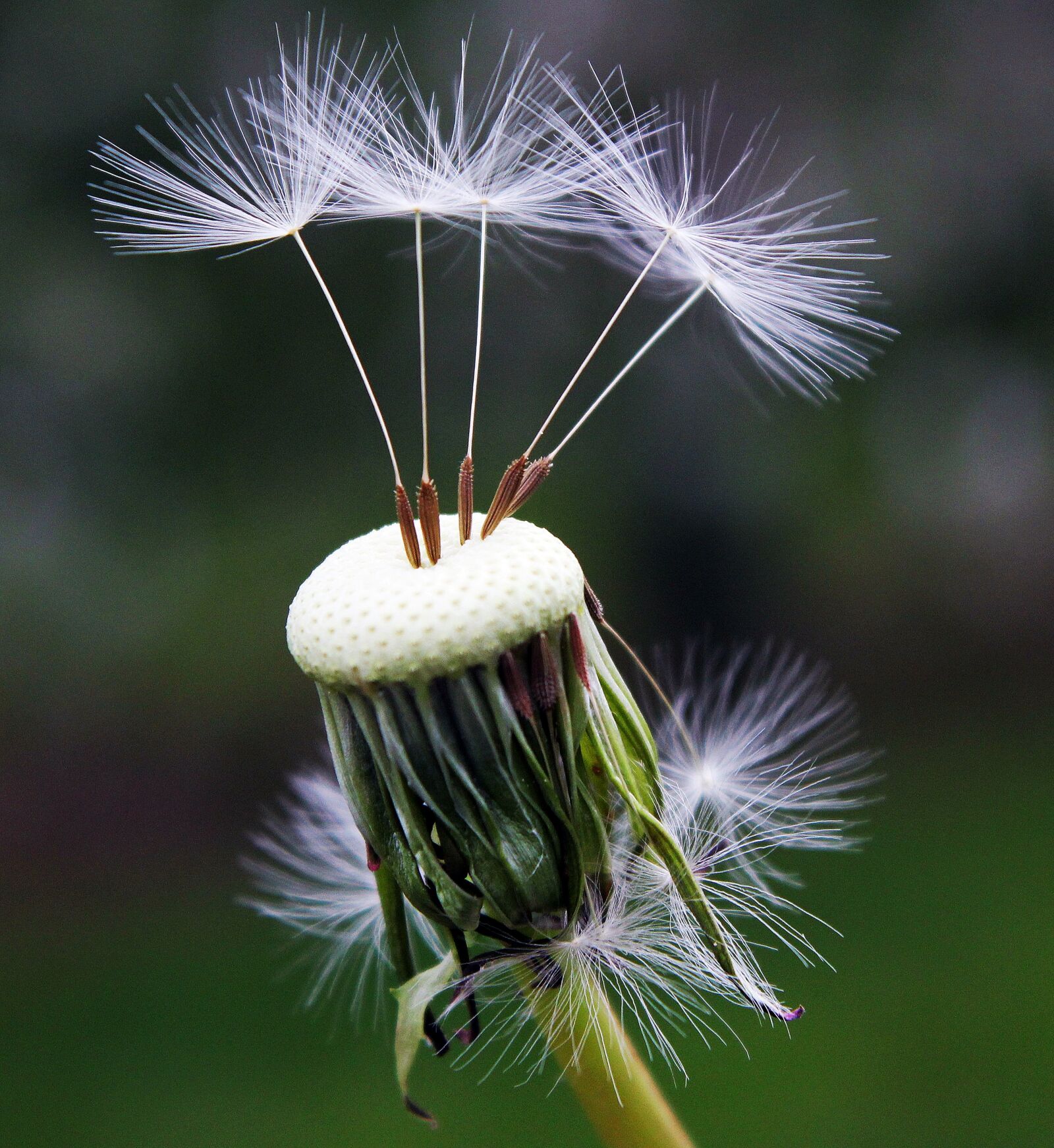 Canon EOS 550D (EOS Rebel T2i / EOS Kiss X4) sample photo. Dandelion, seeds, nature photography