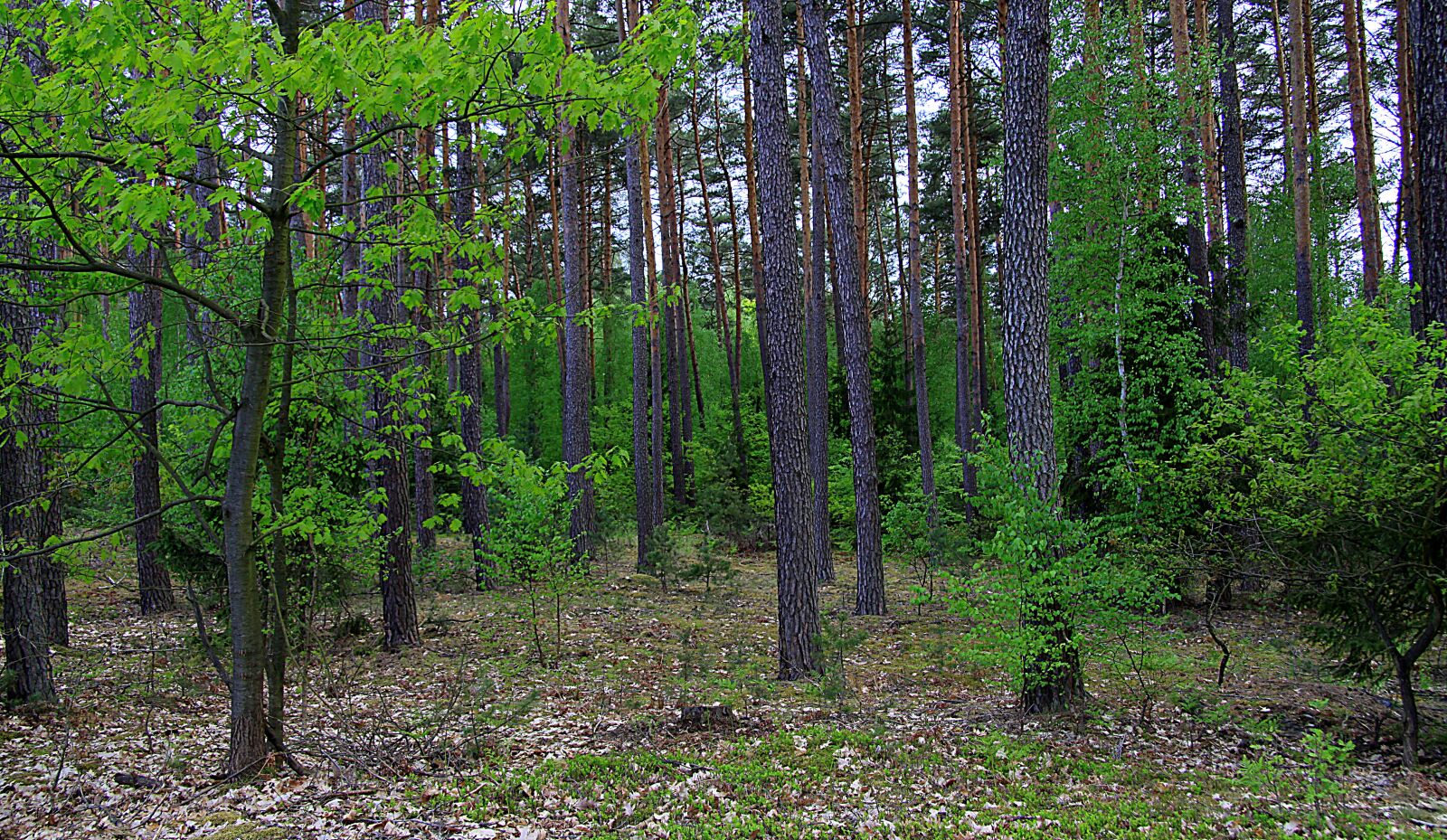 Canon EOS 50D sample photo. Forest, tree, spring photography