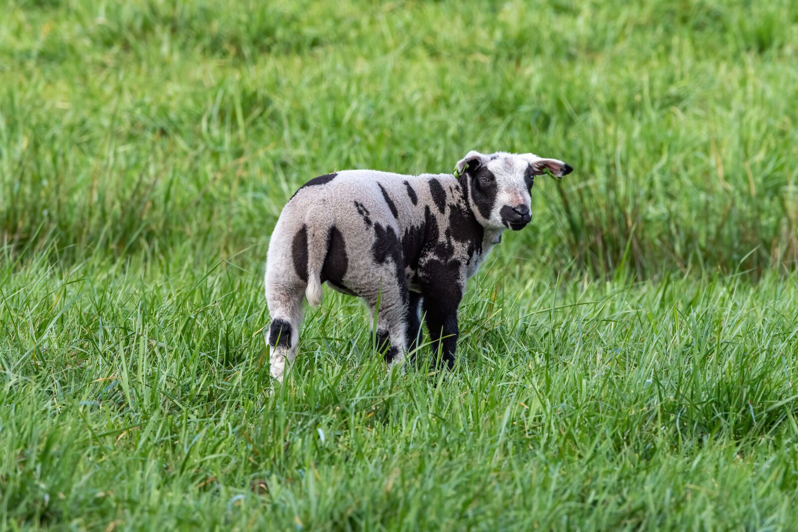 Nikon D7200 sample photo. Lamb, grass, sheep photography