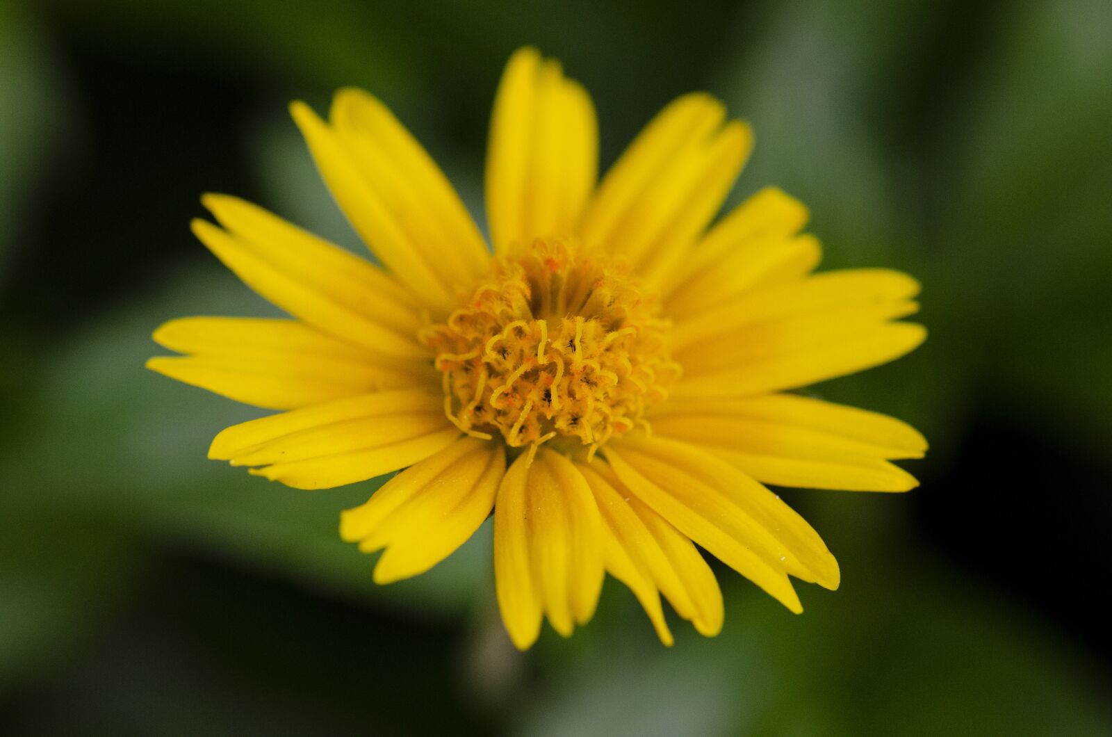 Nikon D7000 sample photo. Pistil, flower, plant photography