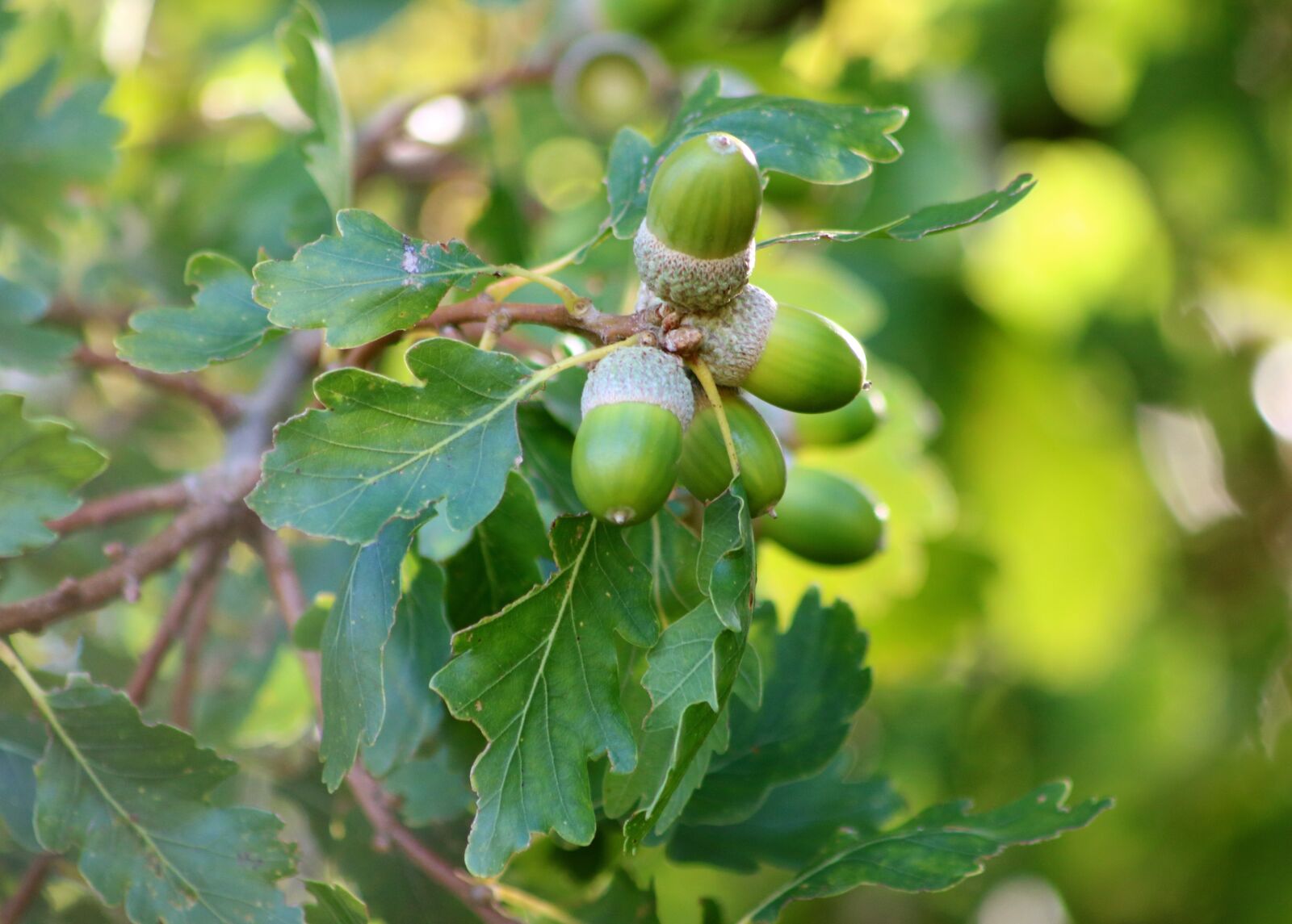 Canon EOS 750D (EOS Rebel T6i / EOS Kiss X8i) sample photo. Acorns, oak tree, oak photography
