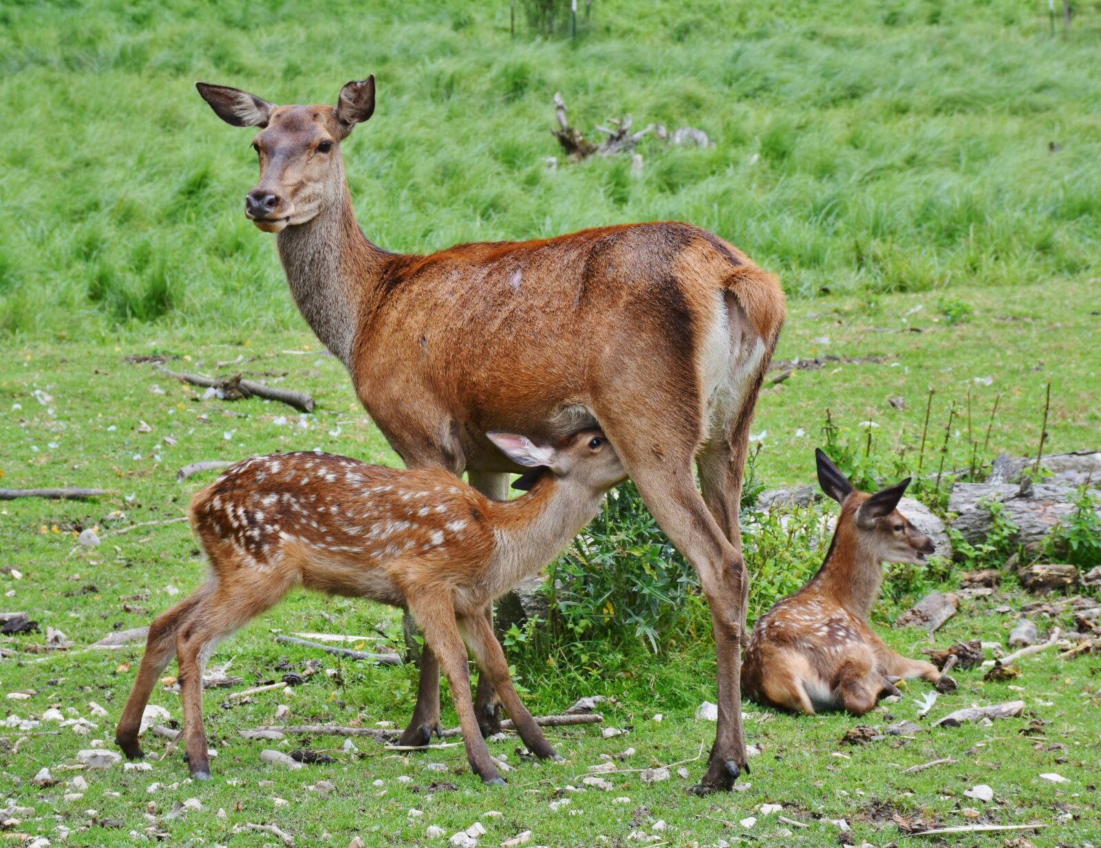 Nikon D7200 sample photo. Roe deer, kitz, wild photography