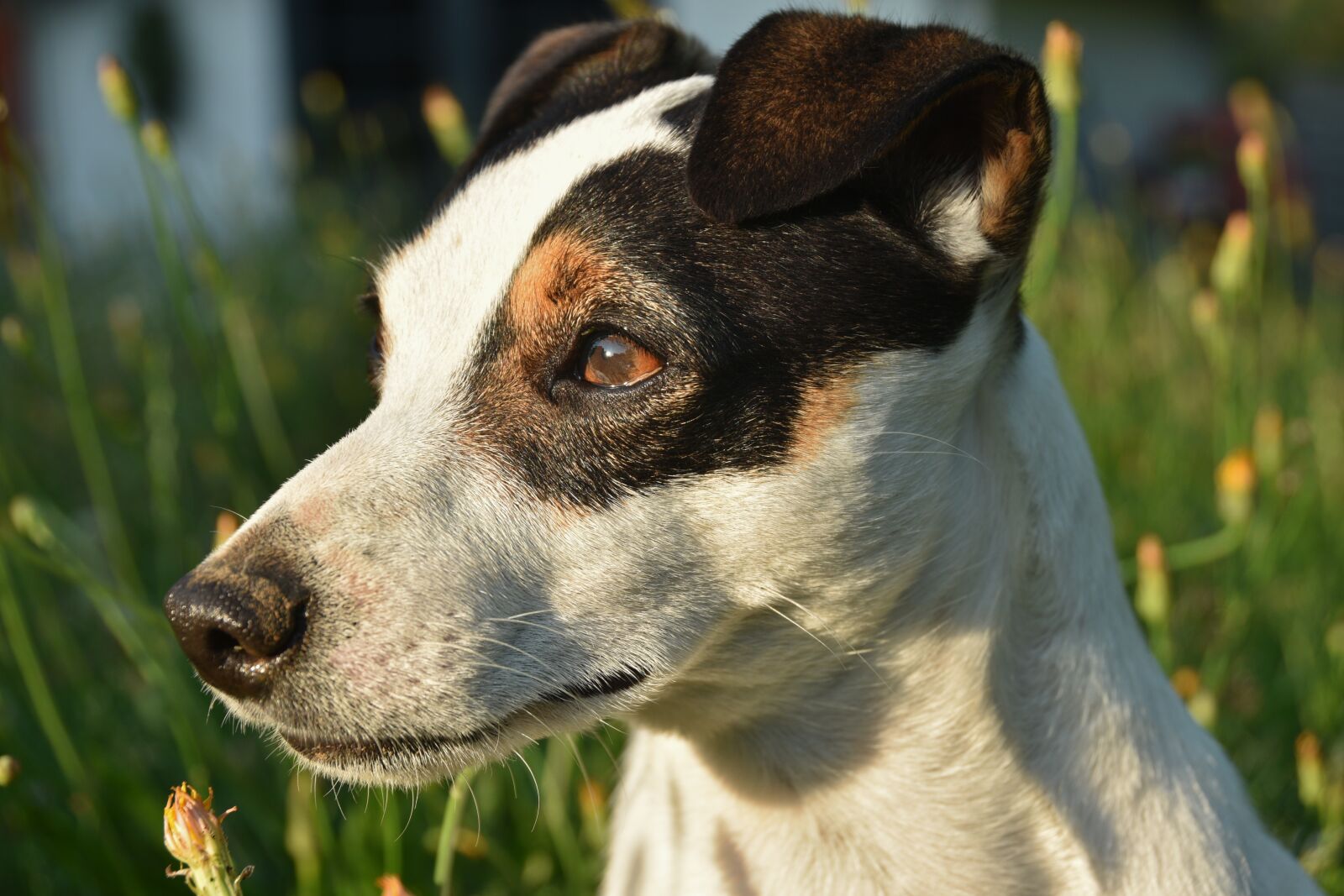 Nikon D5600 sample photo. Jack russel, dog, terrier photography