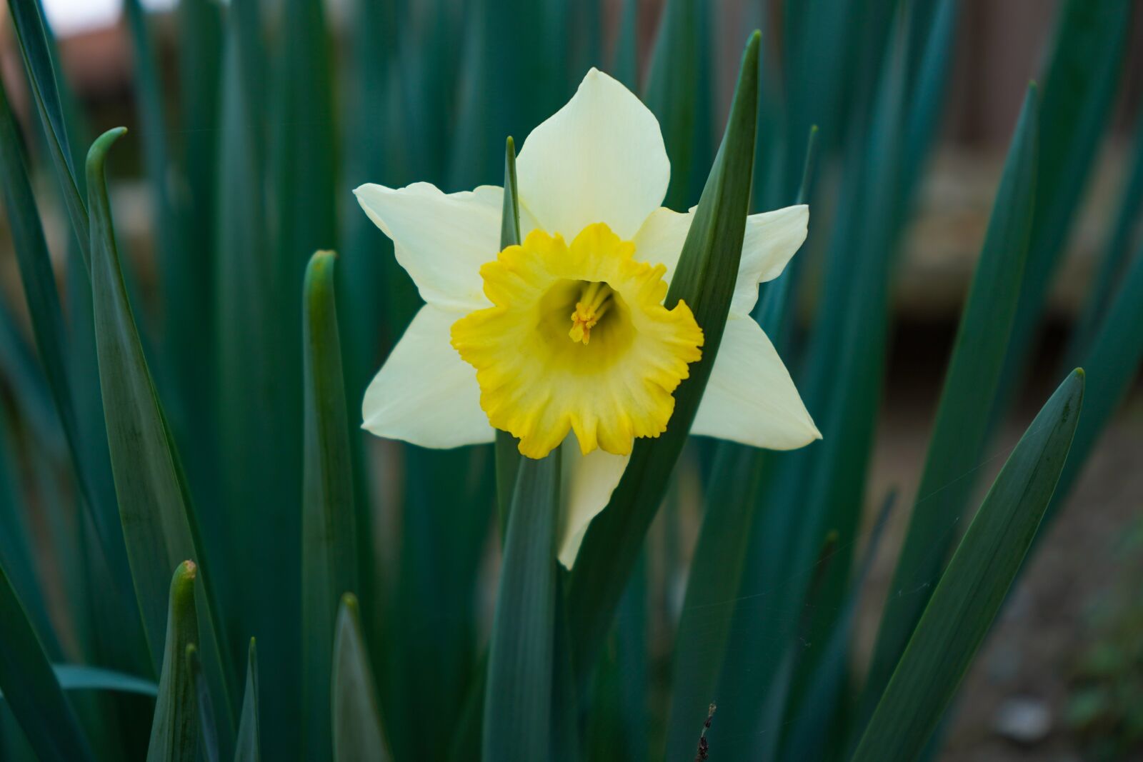 Sony a7 III + Sony FE 28-70mm F3.5-5.6 OSS sample photo. Narciso, flower, spring photography