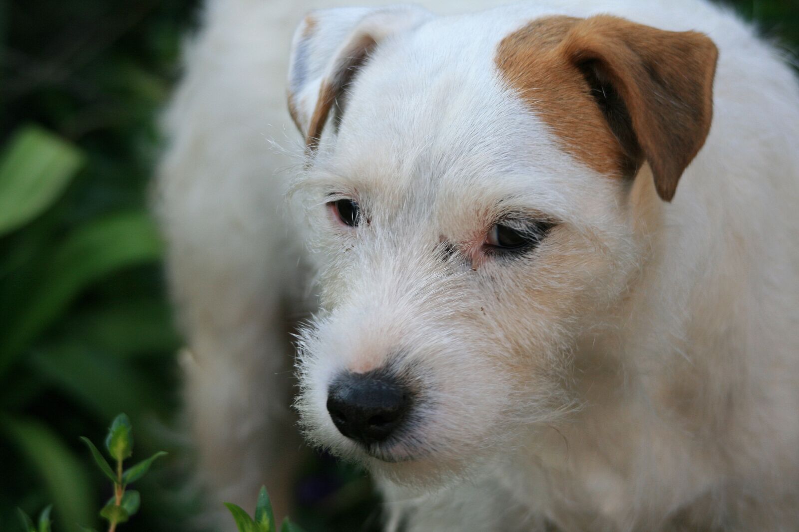Canon EOS 400D (EOS Digital Rebel XTi / EOS Kiss Digital X) sample photo. White jack russell, dog photography