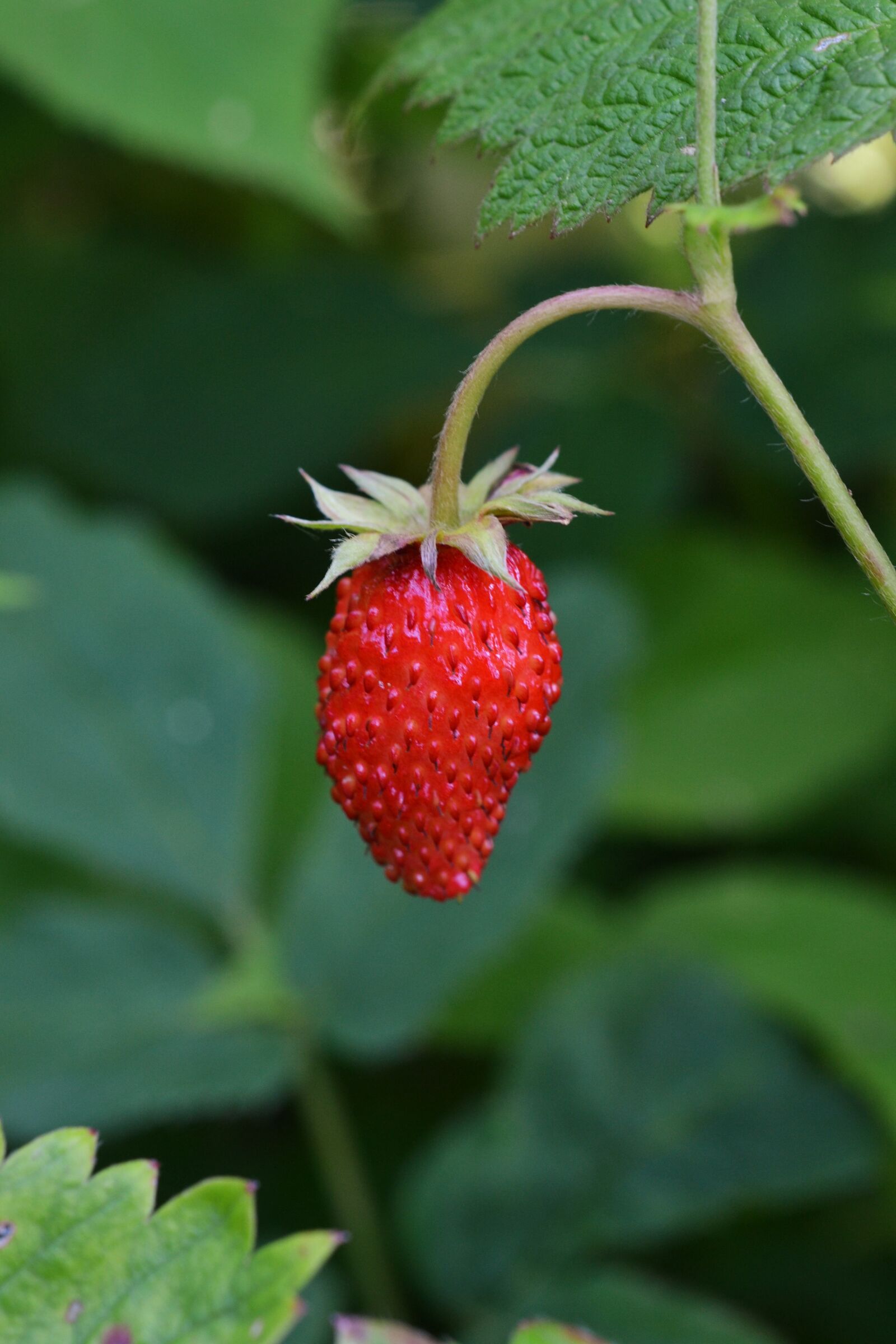 Nikon D3100 sample photo. Wild strawberry, berry, bio photography