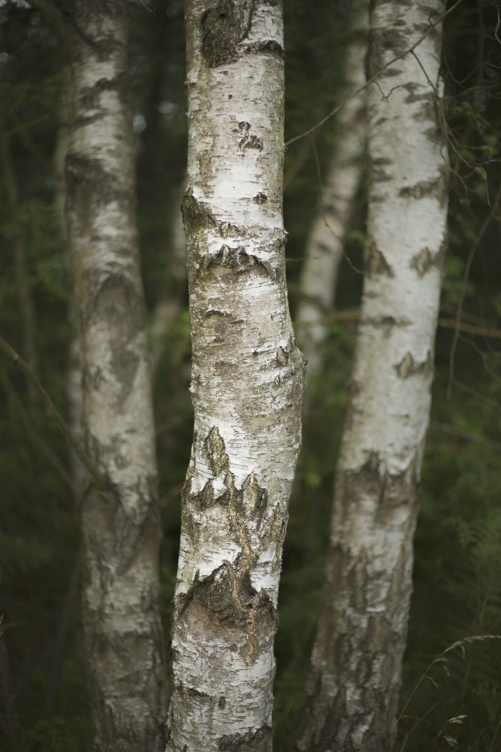 Canon EOS 5D Mark III + Canon EF 50mm F1.8 STM sample photo. Trees, nature, wood photography