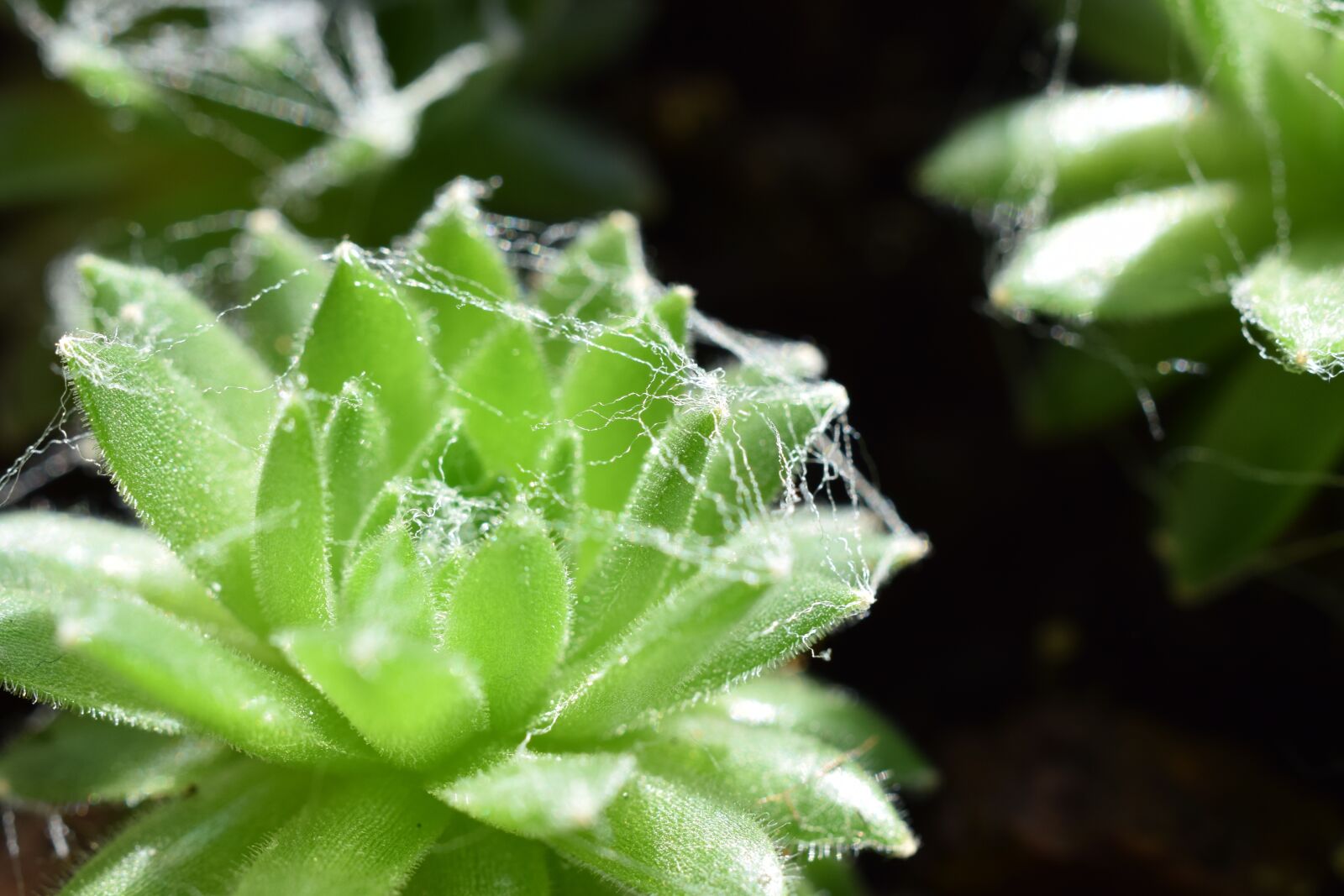 Nikon D3300 sample photo. Plant, green, leaf photography