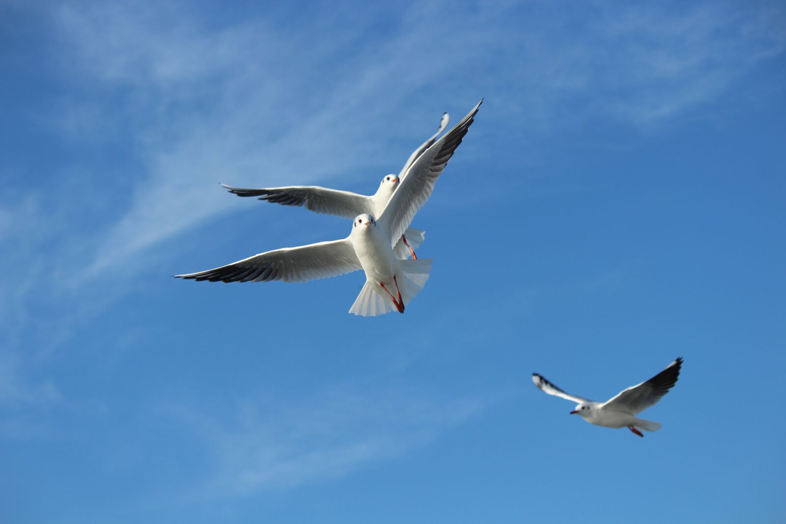 Canon EOS 1300D (EOS Rebel T6 / EOS Kiss X80) sample photo. Seagull, gulls, bird photography
