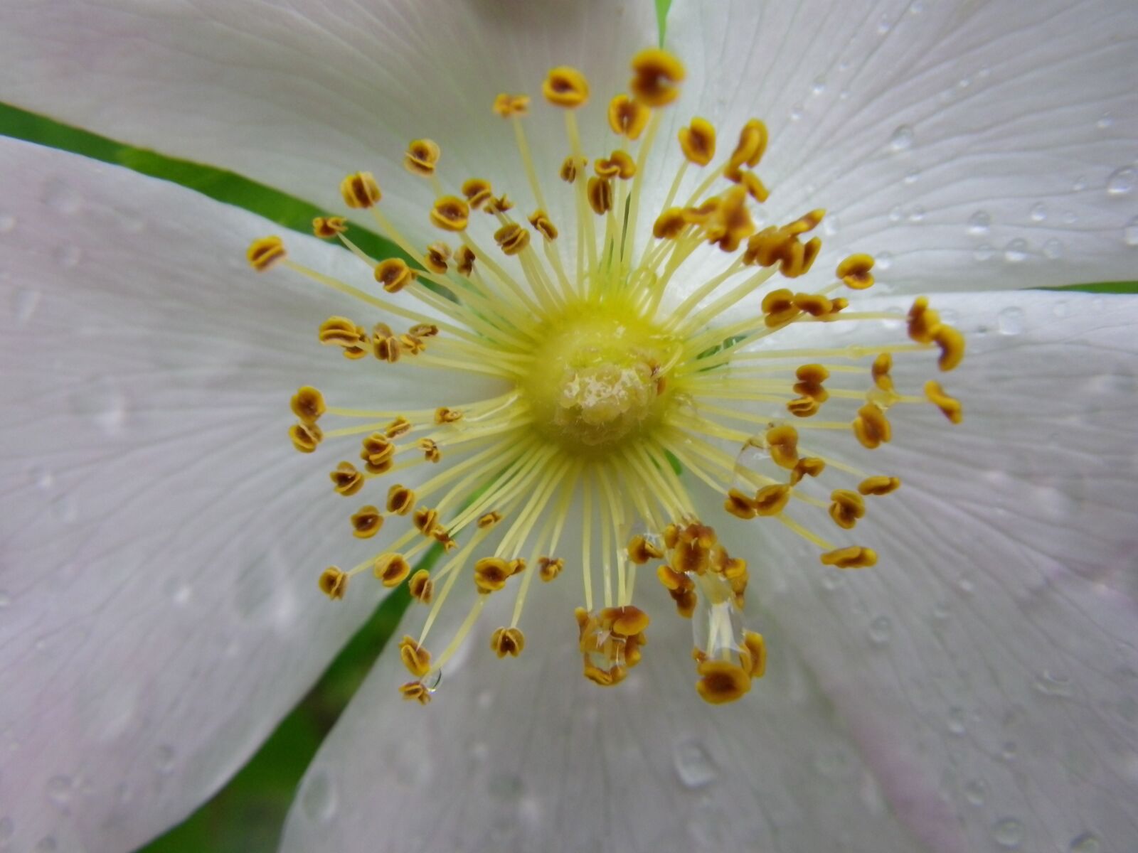 Pentax Optio W90 sample photo. Flower, macro, white photography