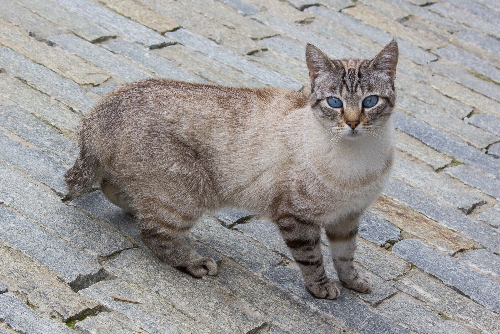 Canon EOS 550D (EOS Rebel T2i / EOS Kiss X4) sample photo. Animalia, mammalia, cat photography