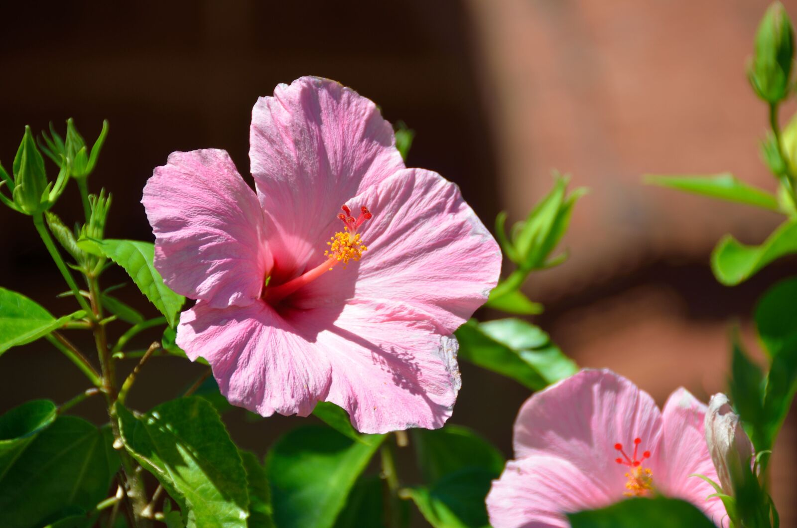 Nikon D7000 sample photo. Hibiscus, flower, floral photography