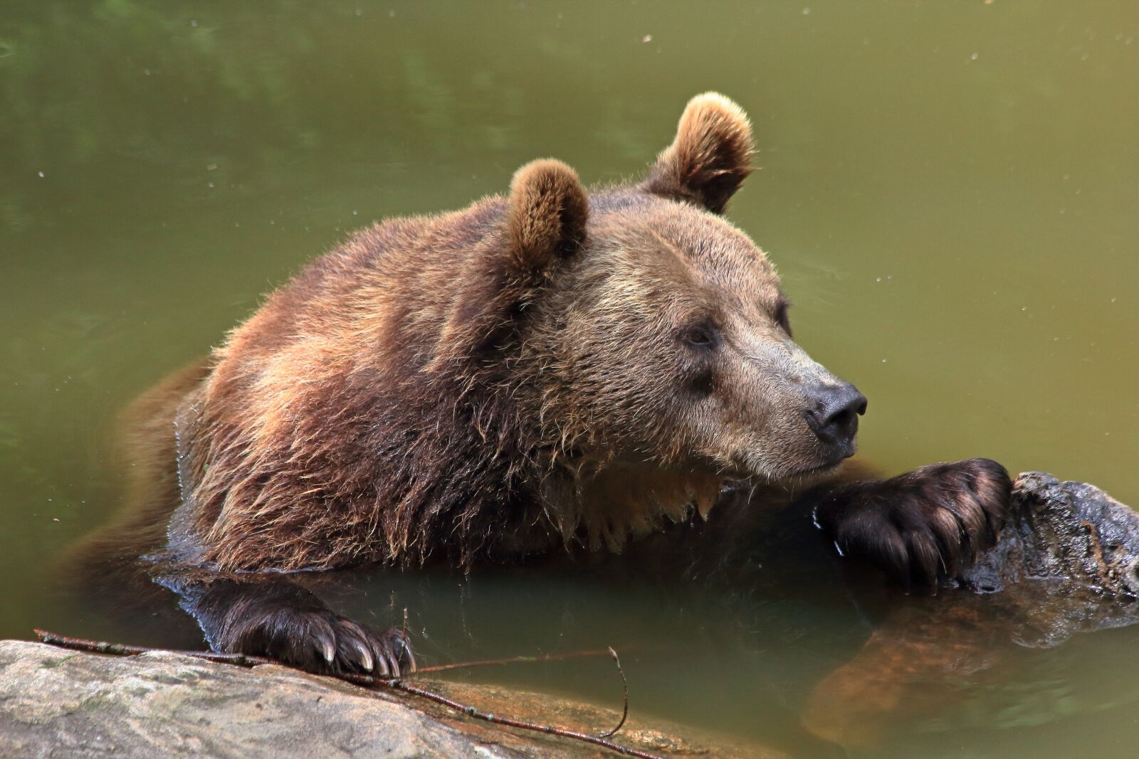 Canon EOS 550D (EOS Rebel T2i / EOS Kiss X4) sample photo. Bear, brown bear, wild photography