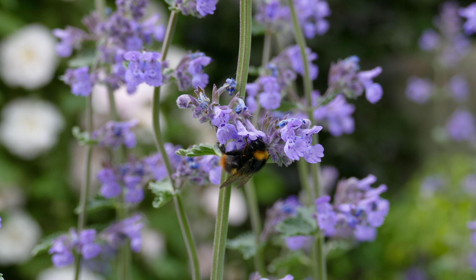 Panasonic Lumix DMC-FZ1000 sample photo. Hummel, garden, insect photography