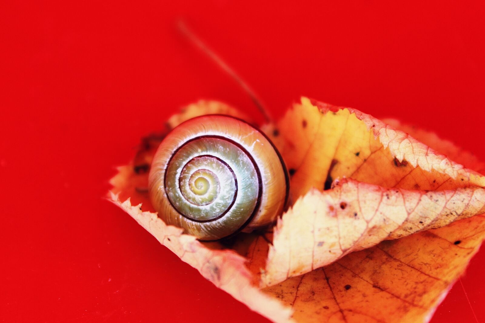 Canon EOS 1200D (EOS Rebel T5 / EOS Kiss X70 / EOS Hi) sample photo. Snail, autumn, leaves photography