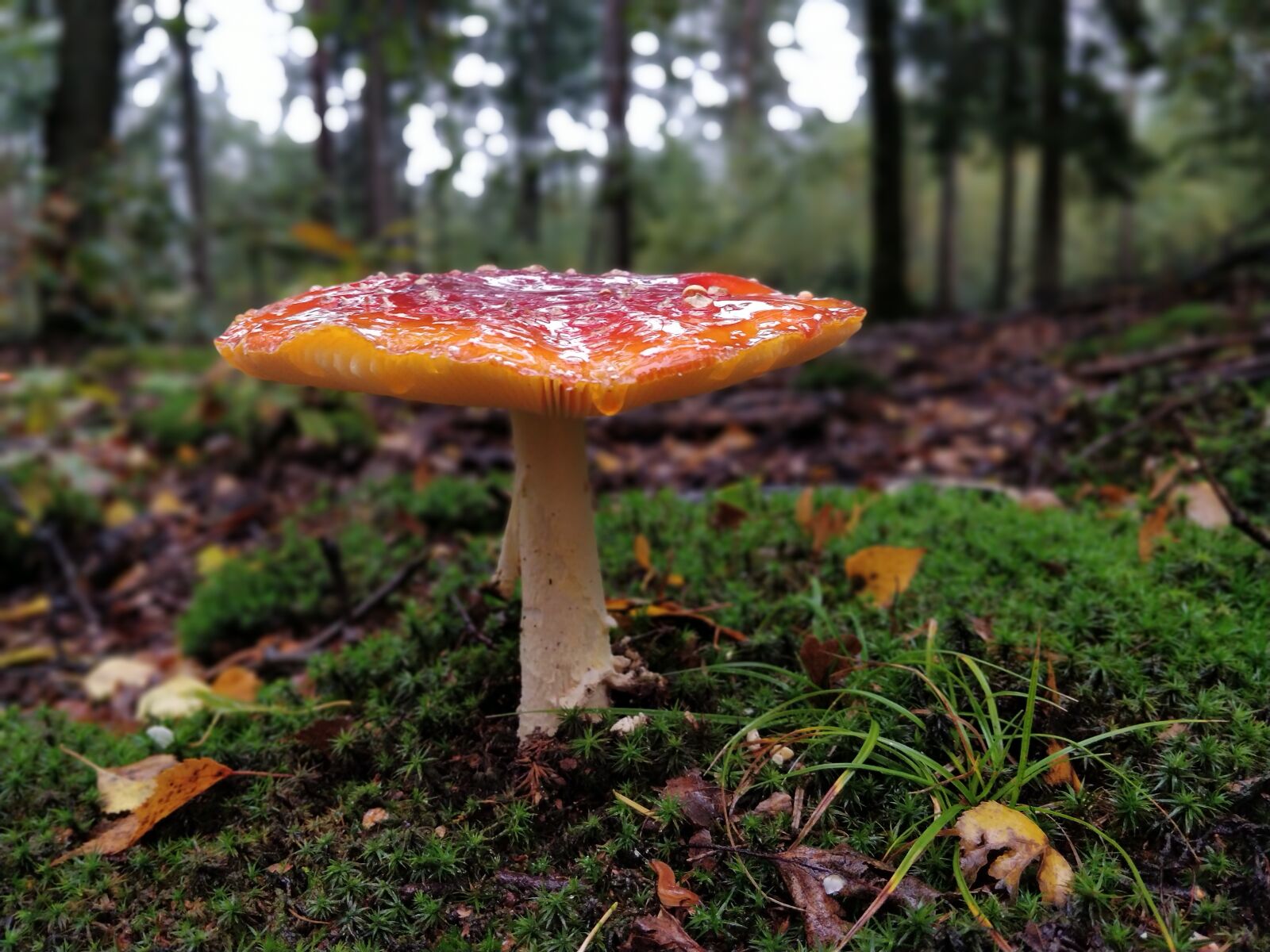 OnePlus 5T sample photo. Autumn, mushroom, forest photography