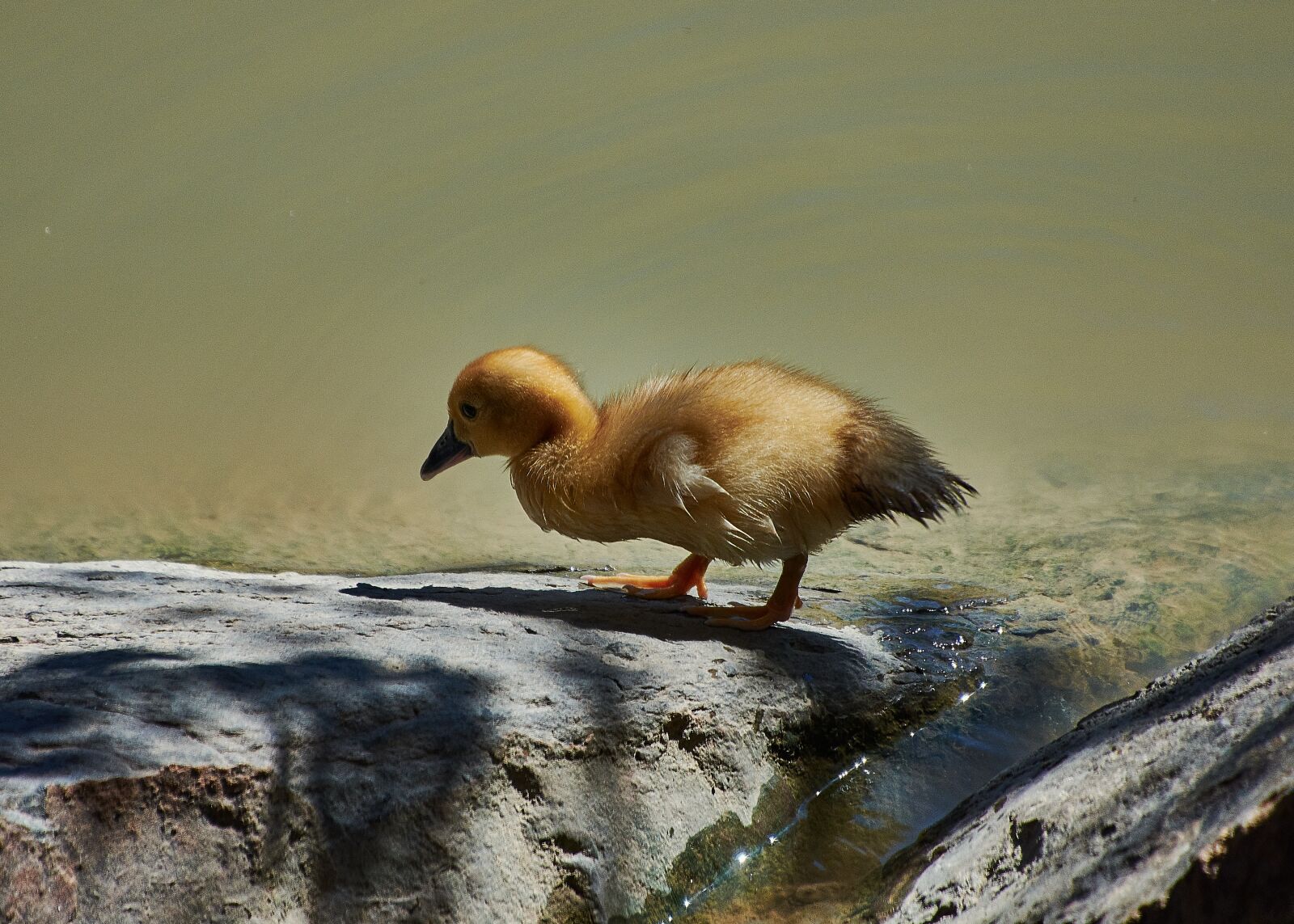Nikon D7200 sample photo. Duck, small, cute photography